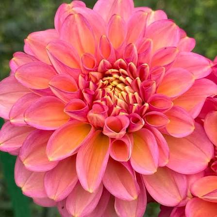 Milena Fleur Dahlia Tuber *DUTCH TUBER STOCK*