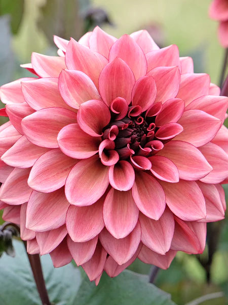 Night Silence Dahlia Tuber *DUTCH TUBER STOCK*