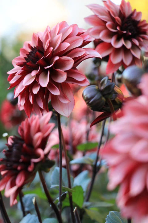 Night Silence Dahlia Tuber *DUTCH TUBER STOCK*
