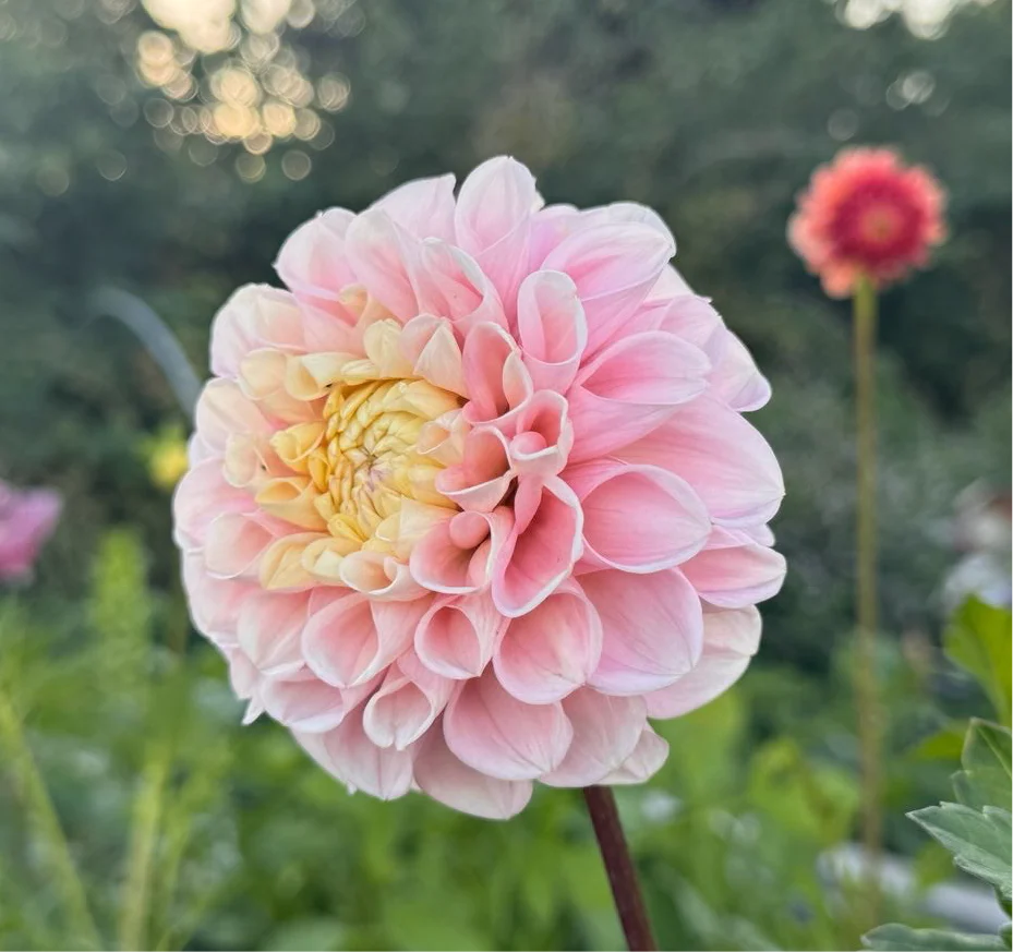 Opal Dahlia Tuber *DUTCH TUBER STOCK*