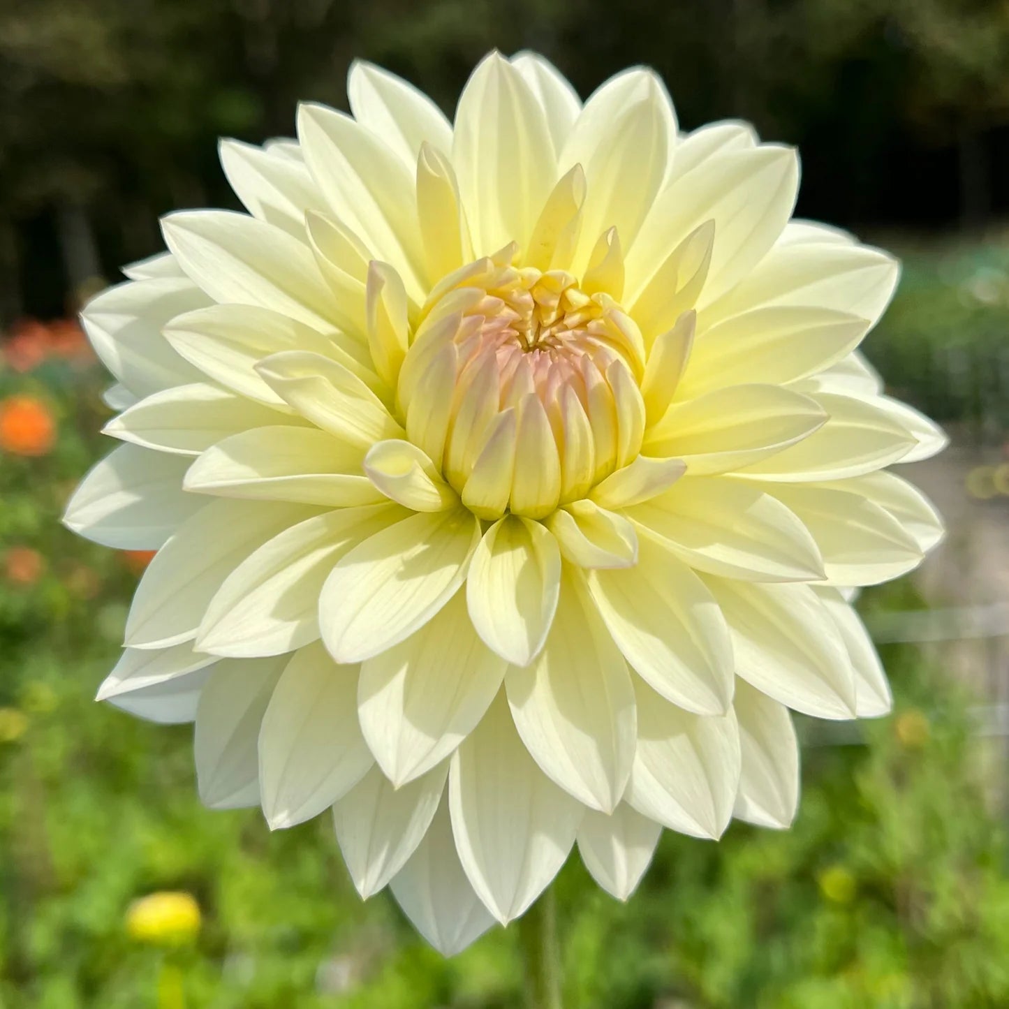 Alloway Cottage Dahlia Tuber *DUTCH TUBER STOCK*