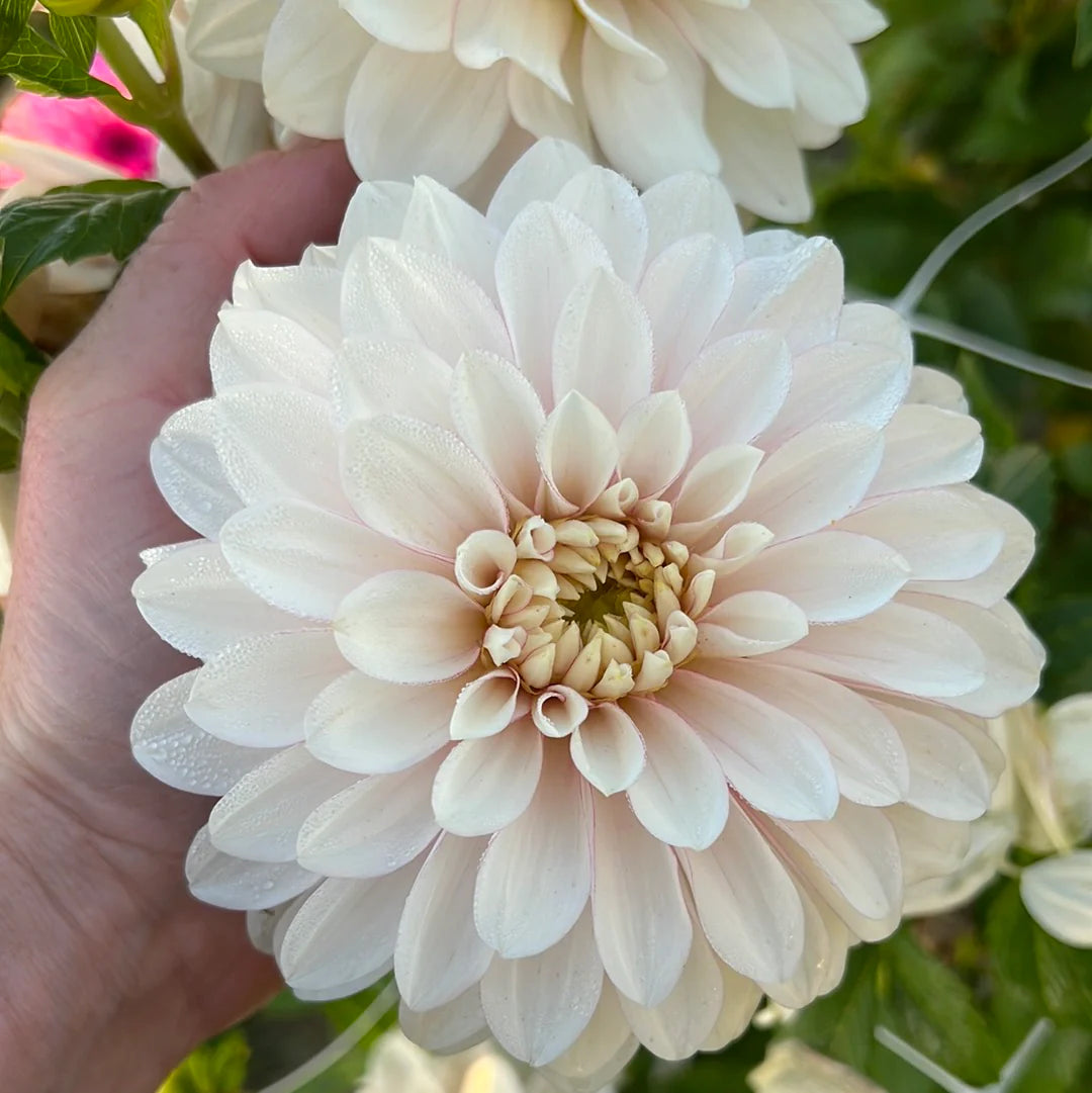 Christo Dahlia Tuber *DUTCH TUBER STOCK*