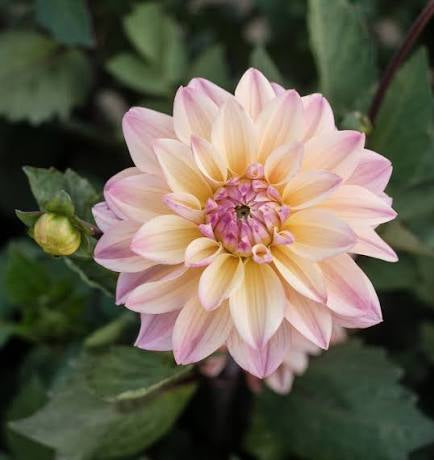 Mondriaan Dahlia Tuber *DUTCH TUBER STOCK*