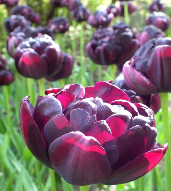 Black Hero Tulip Bulbs - COMING SEPTEMBER 7TH AT 5PM