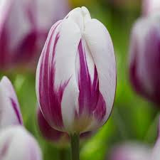 Flaming Flag Tulip Bulbs - COMING SEPTEMBER 7TH AT 5PM