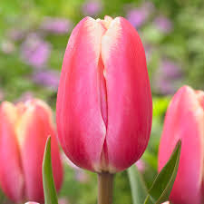 Pink tulips with yellow tips in a garden with a blurred green and purple background