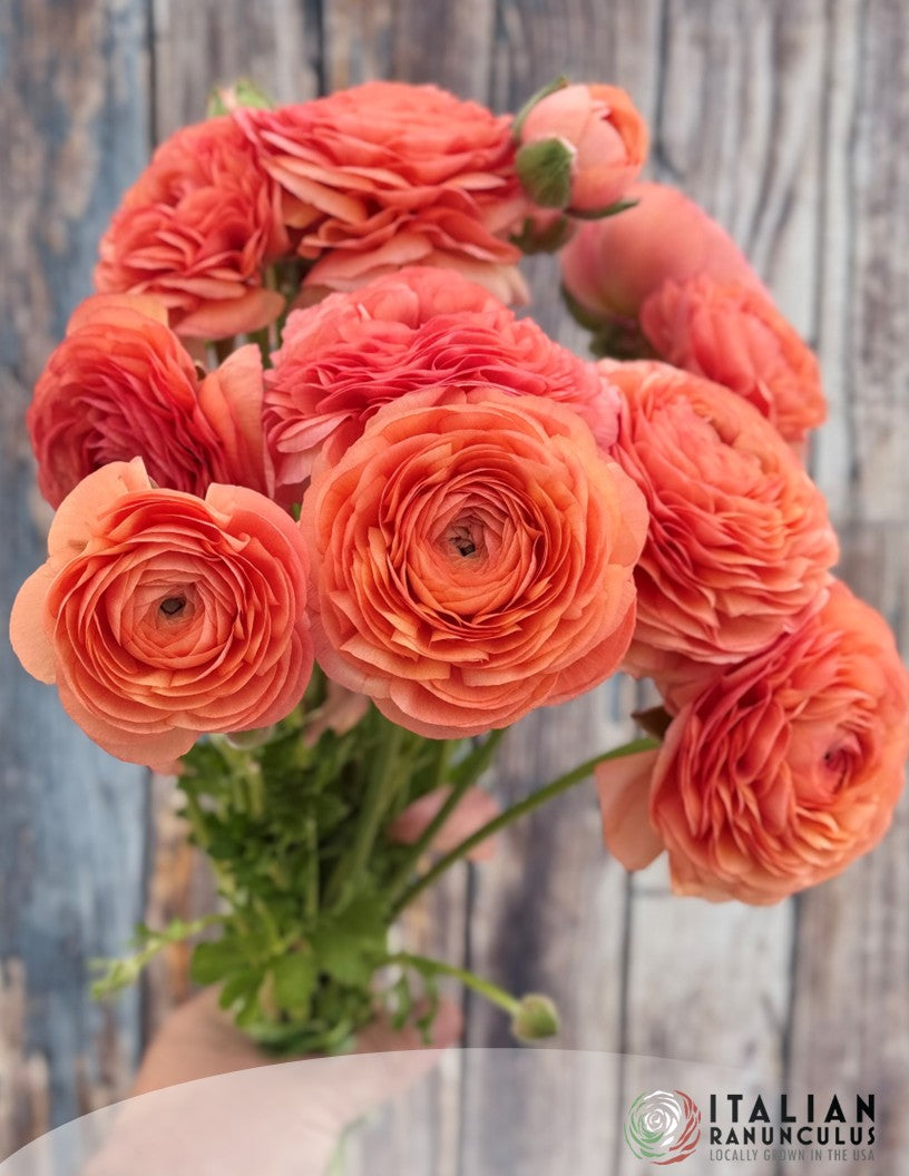 Italian Ranunculus Coral Salmone Corms - COMING SEPTEMBER 7TH AT 5PM