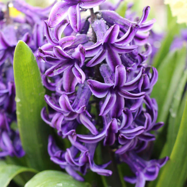 Rembrandt Hyacinth Bulbs - COMING SEPTEMBER 7TH AT 5PM