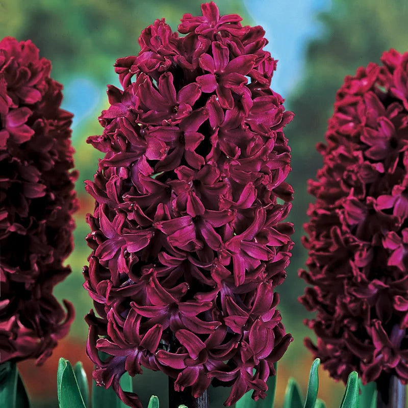 Woodstock Hyacinth Bulbs - COMING SEPTEMBER 7TH AT 5PM