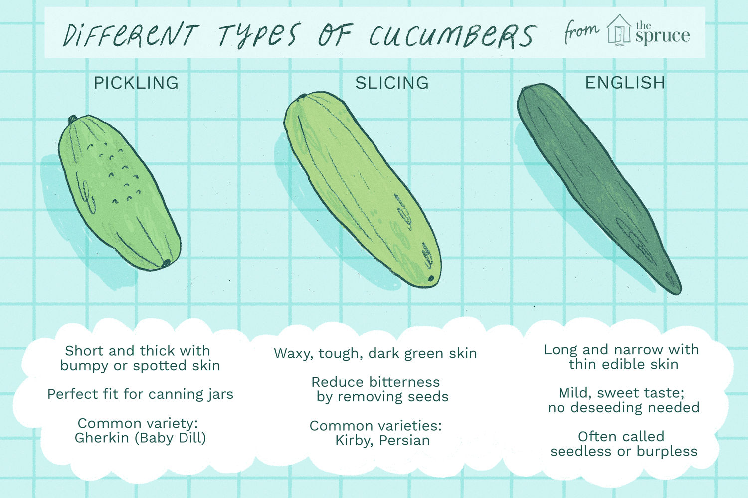 Cucumber Seedlings