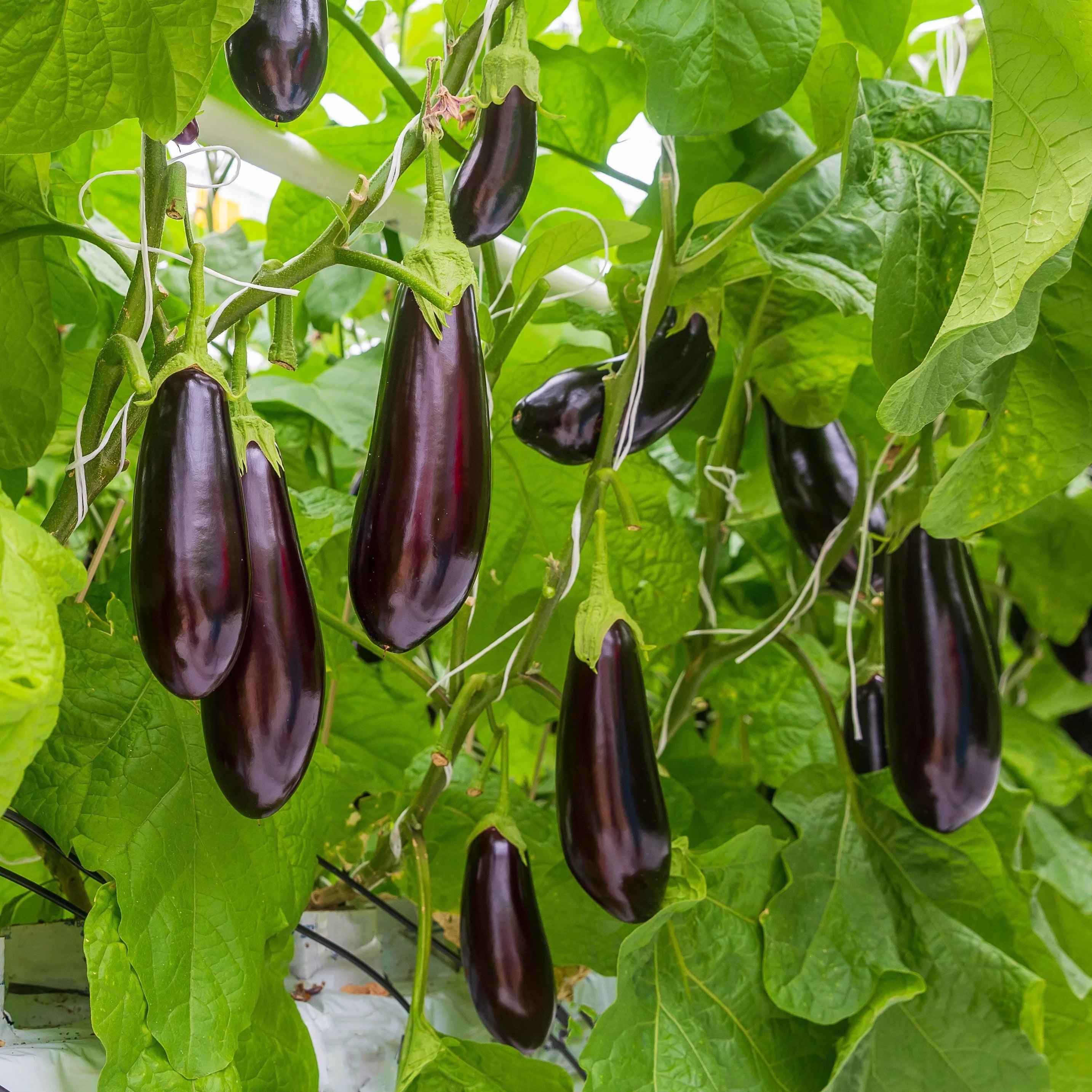 Eggplant Seedlings