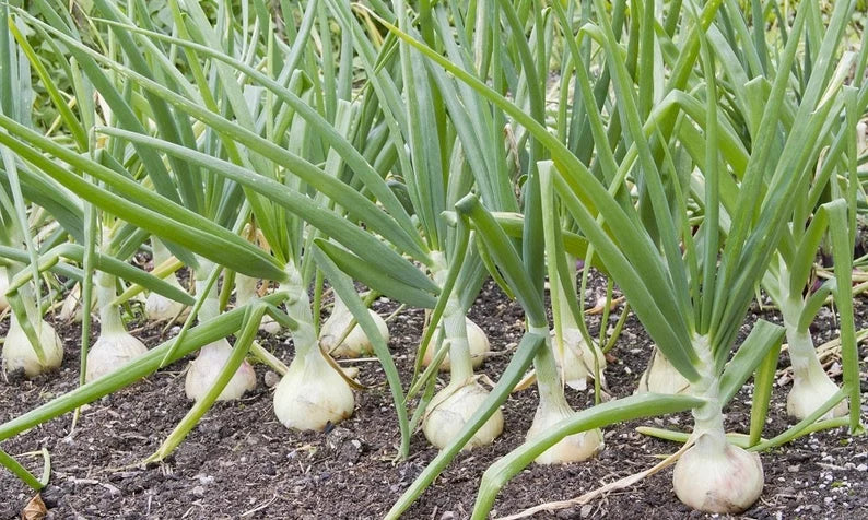 Onion Seedlings