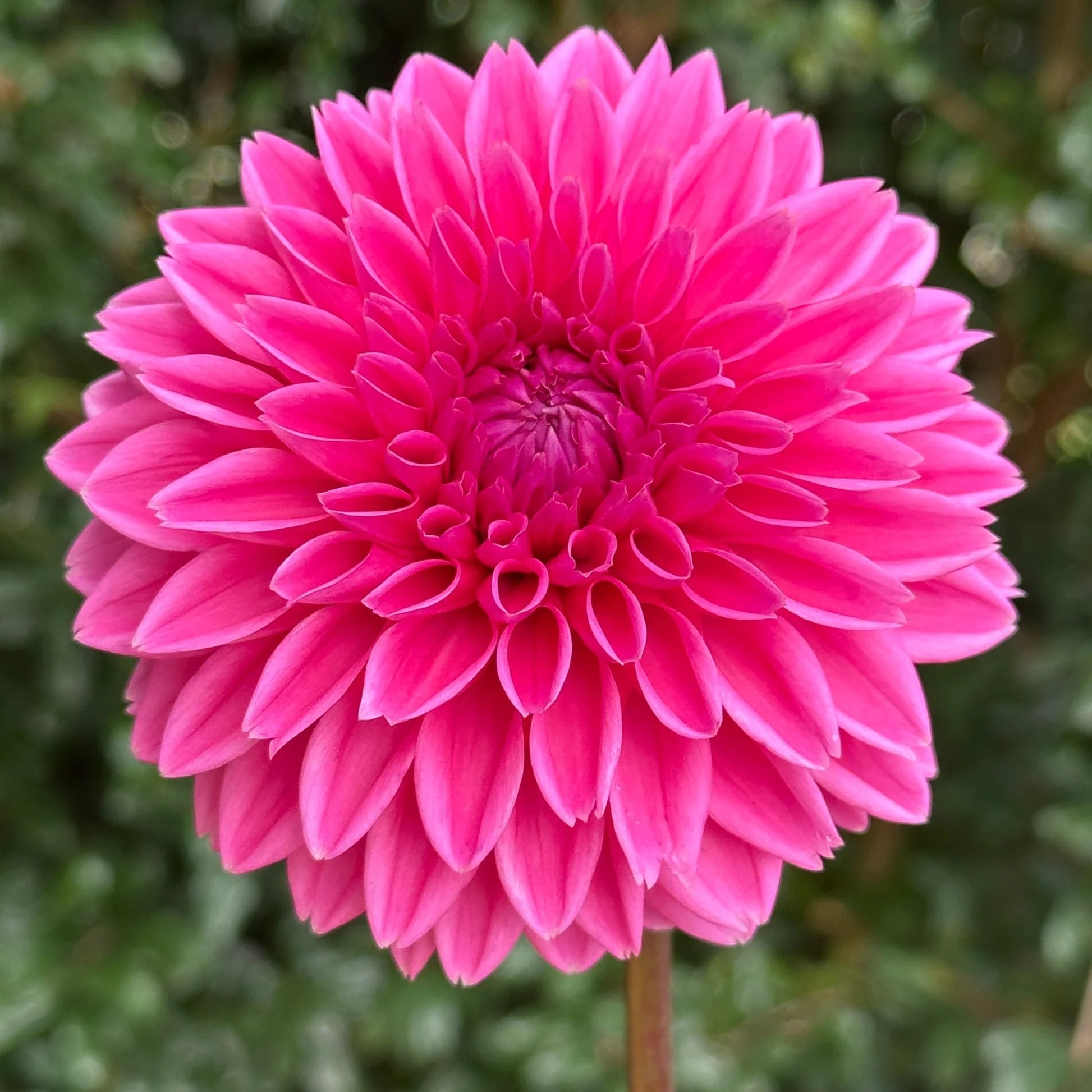 Sandra Dahlia Tuber *GROWN AT DAHLIA MAY*