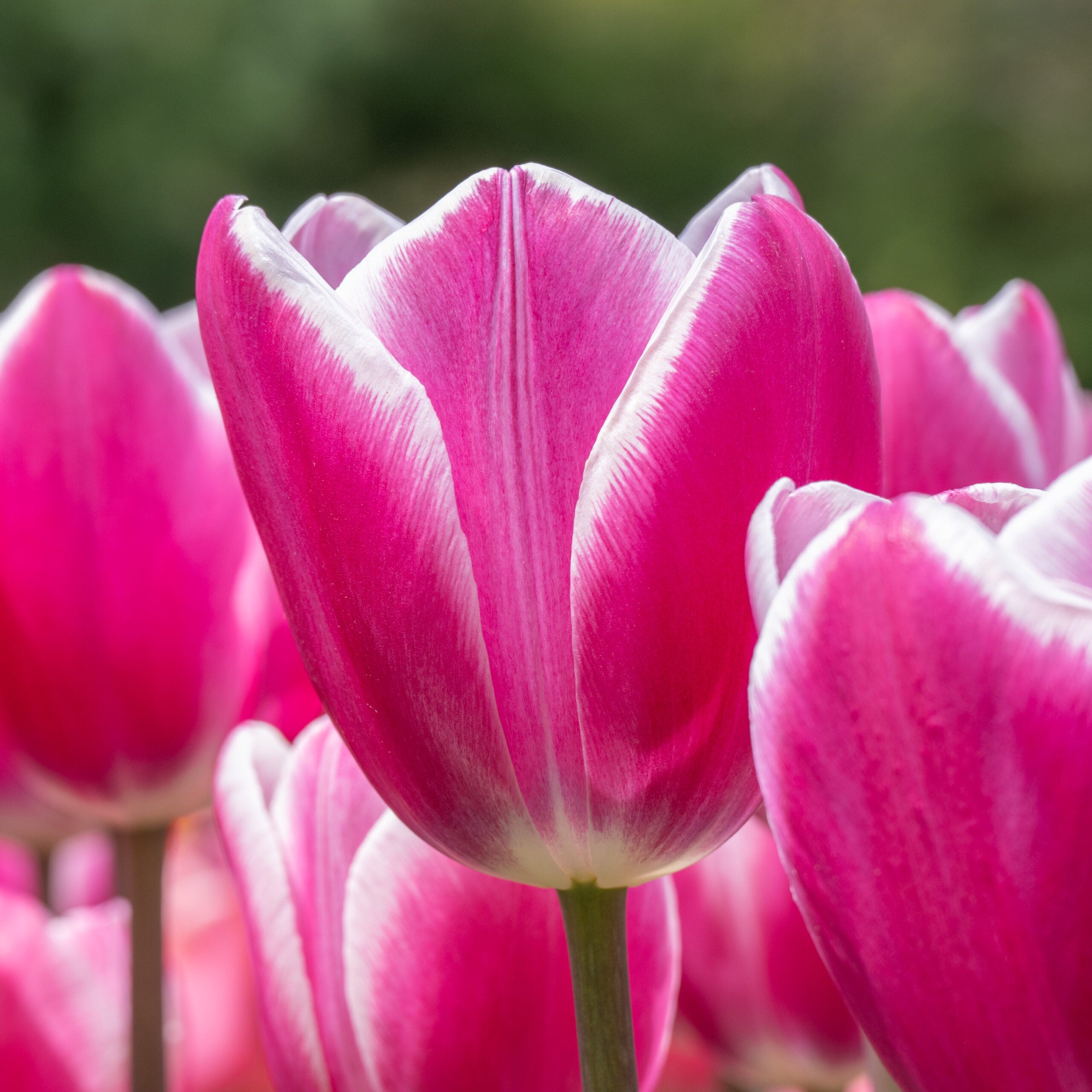 Close-up of pink tulips with a blurred green background