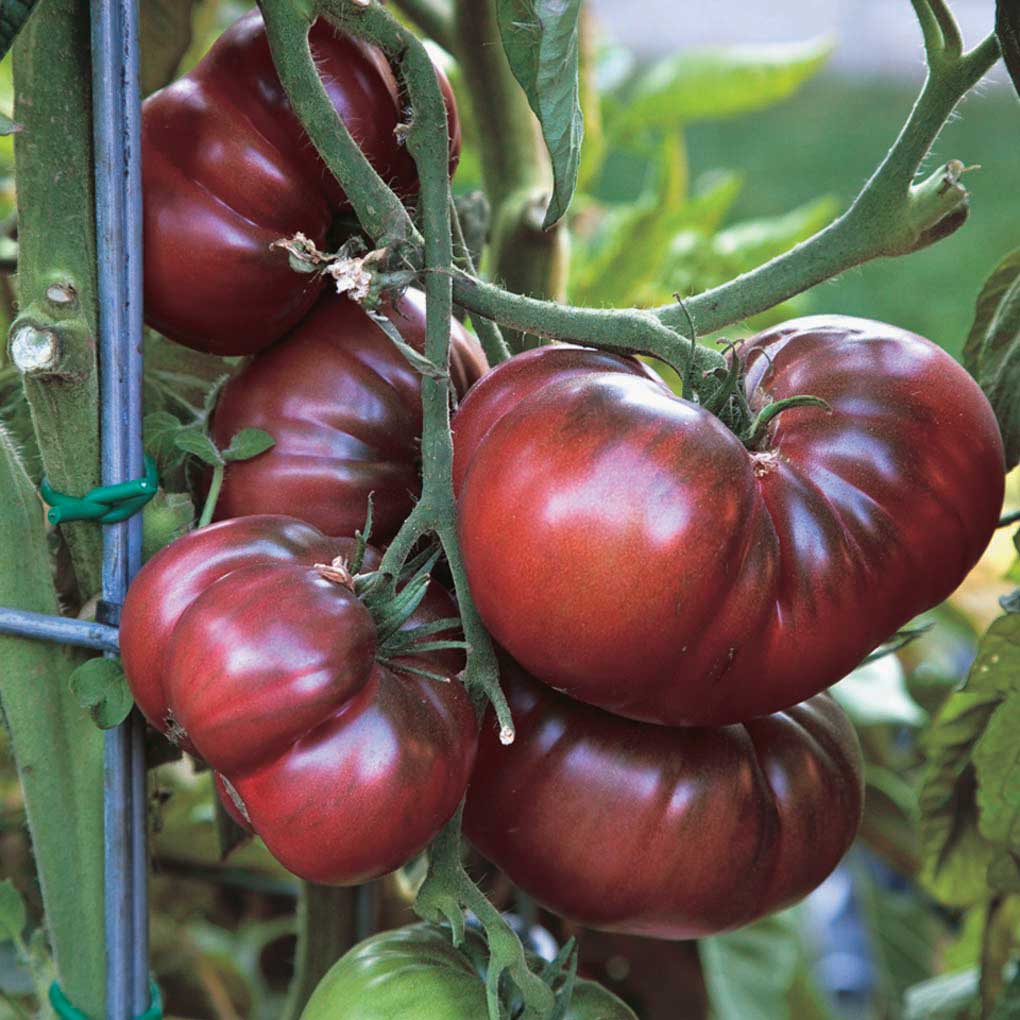 Heirloom Tomato Plants