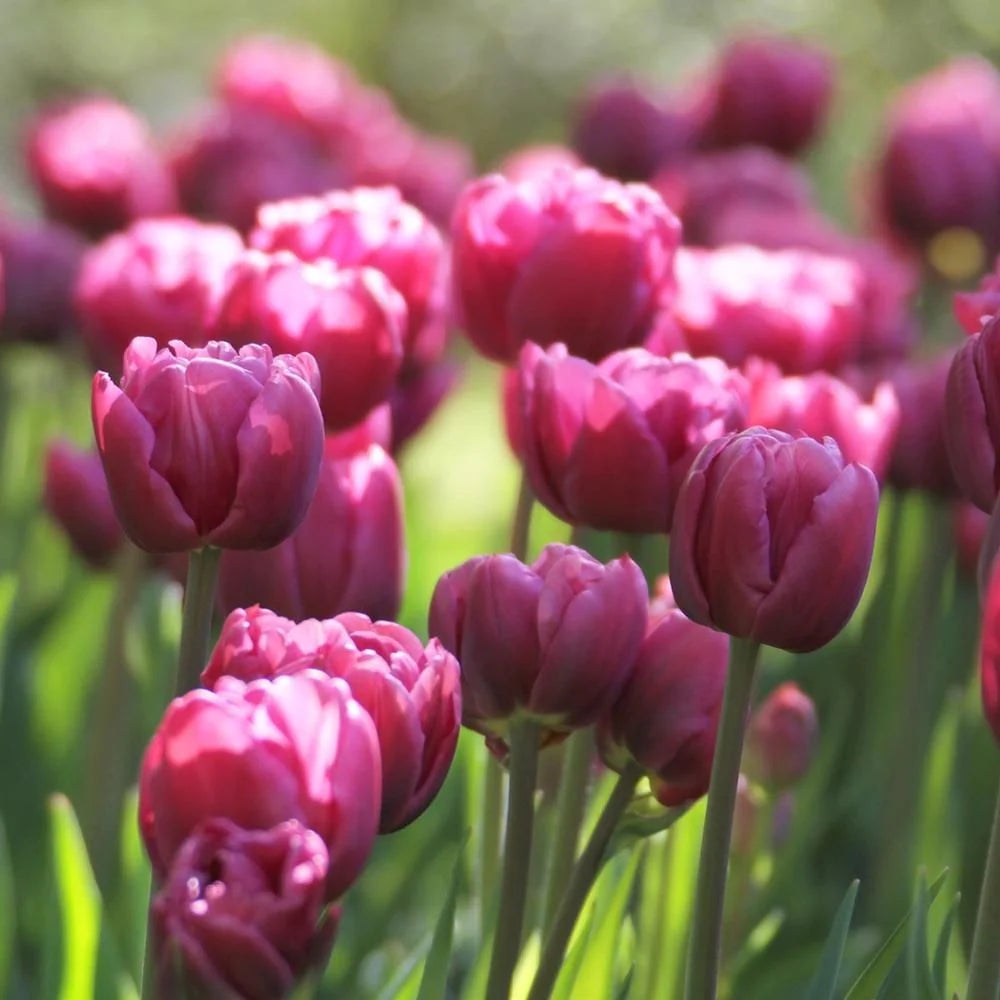 Margarita Tulip Bulbs
