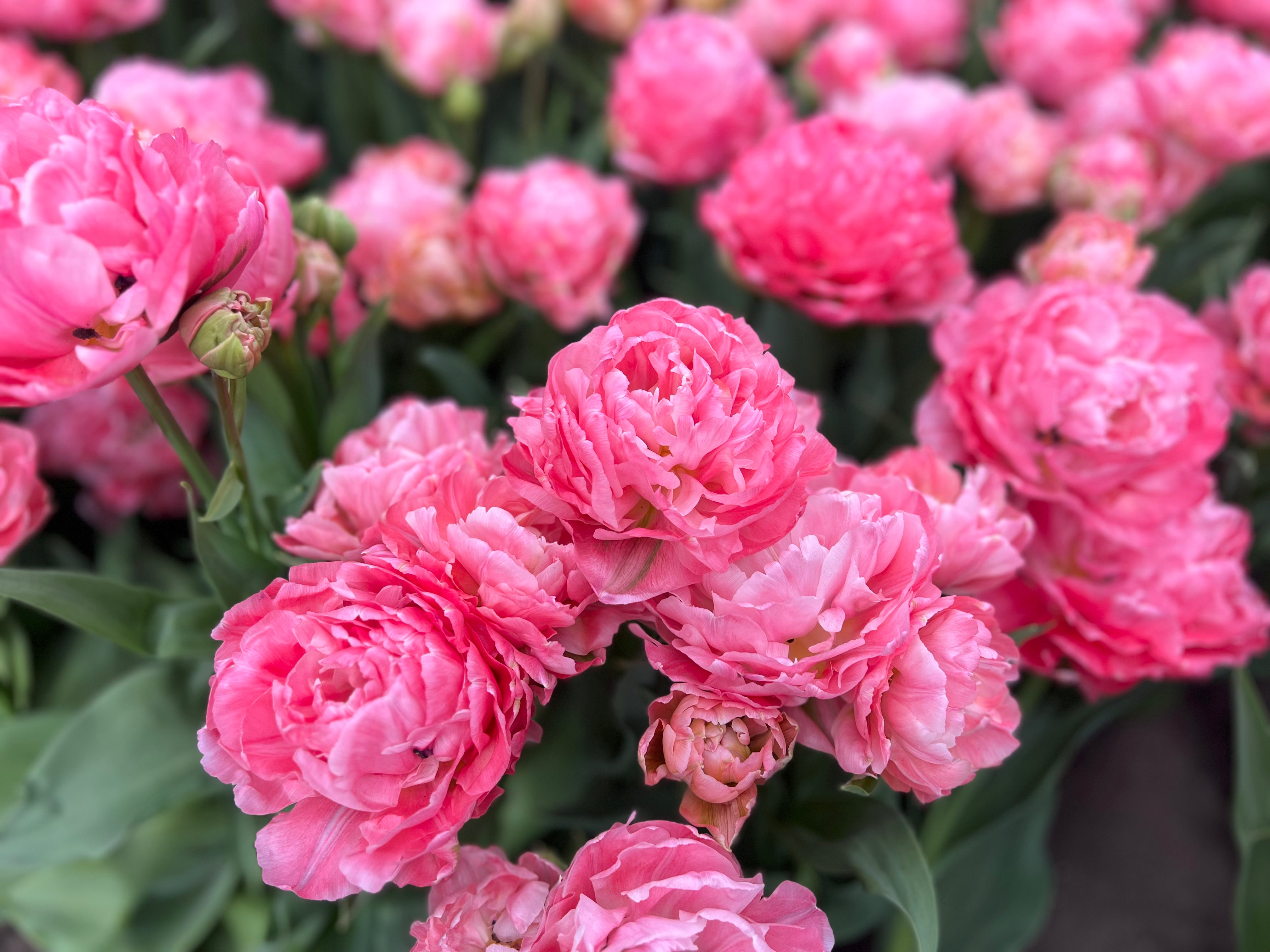 Taiwan Tulip Bulbs