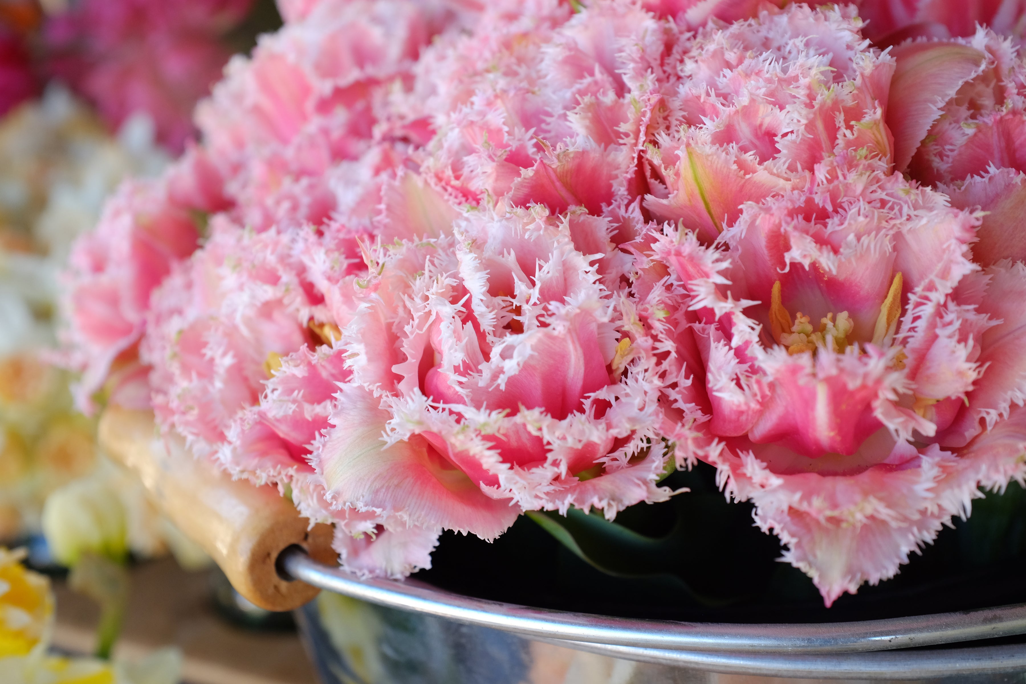 Queensland Tulip Bulbs