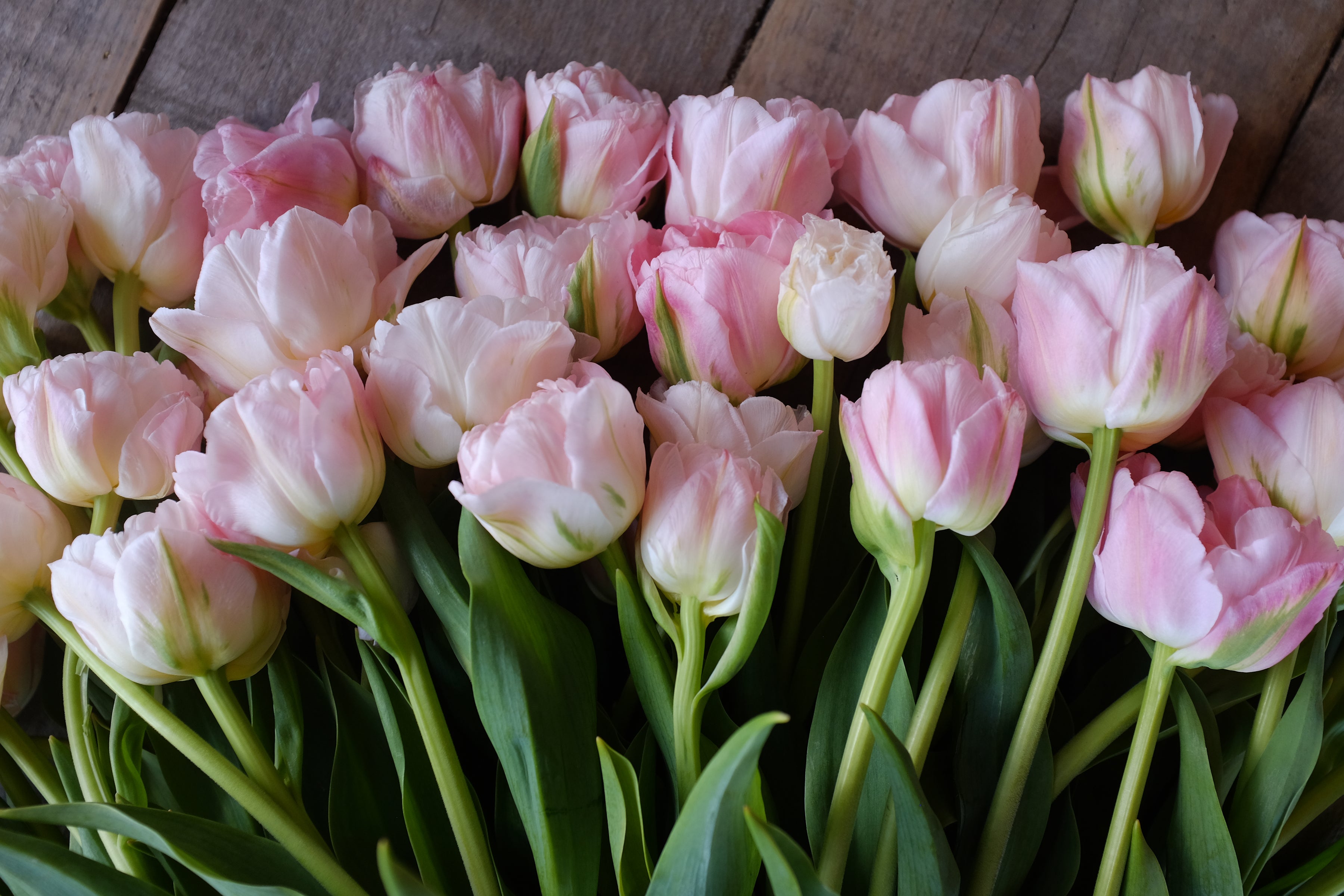 Dreamer Tulip Bulb