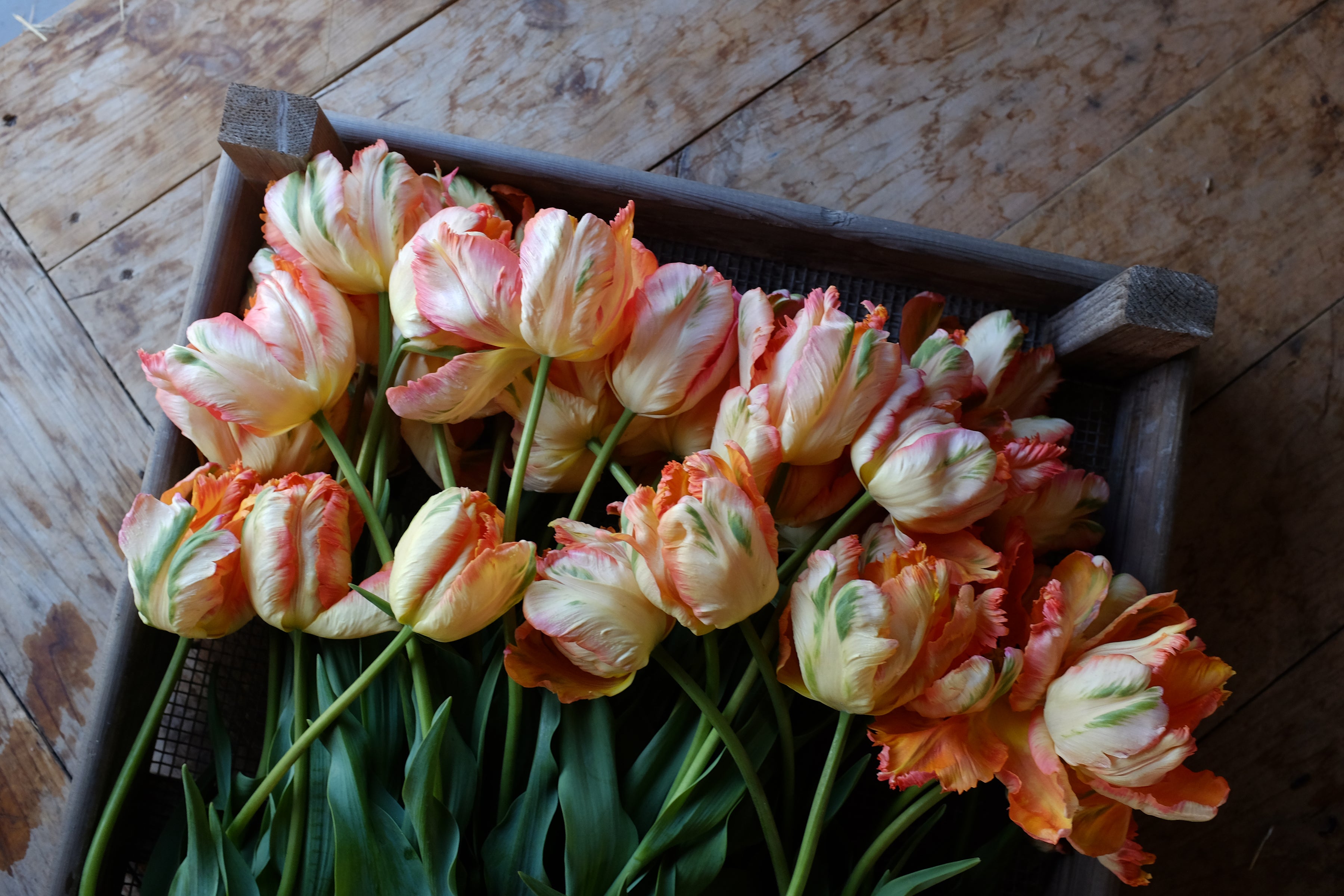 Apricot Parrot Tulip Bulbs