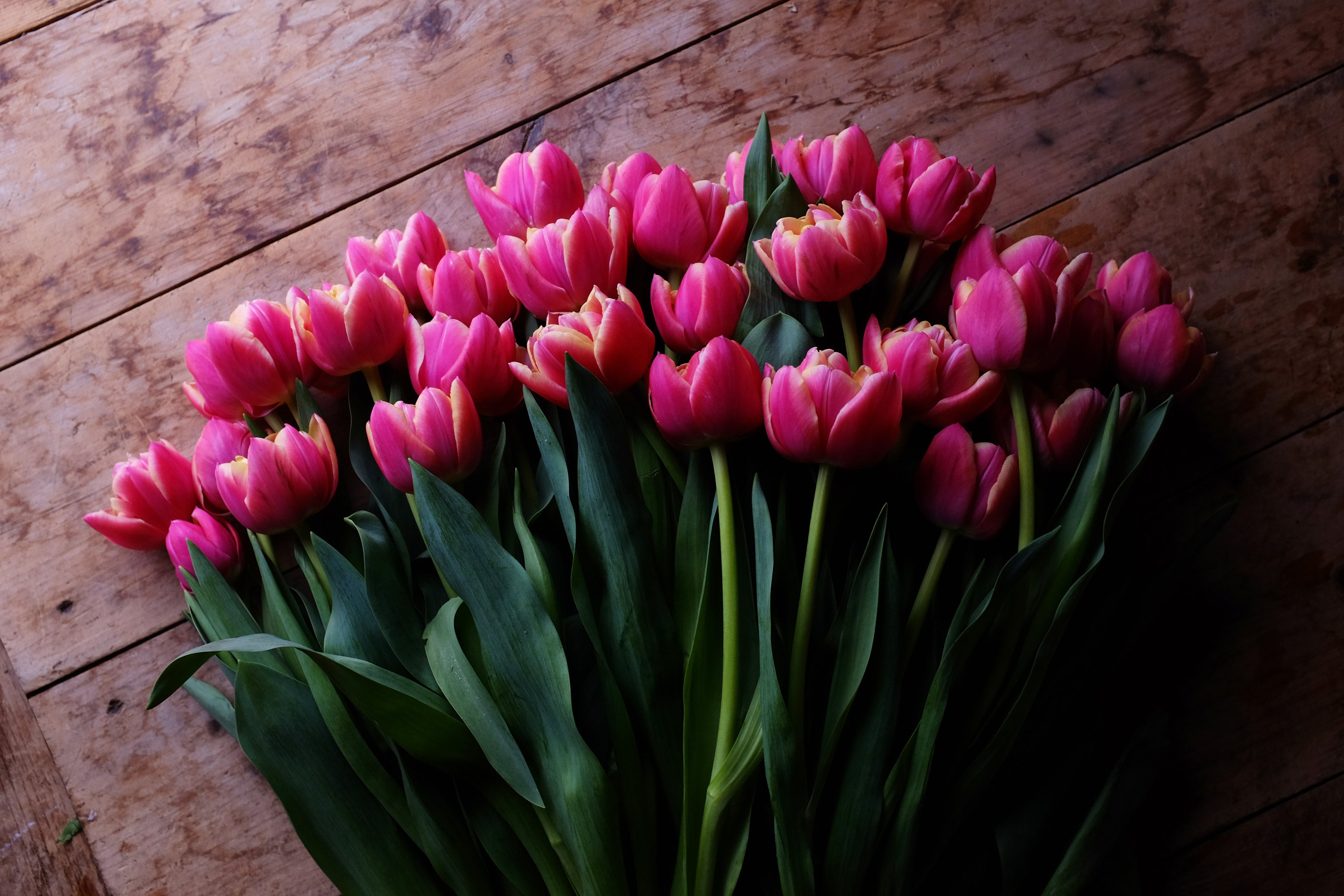 Columbus Tulip Bulbs