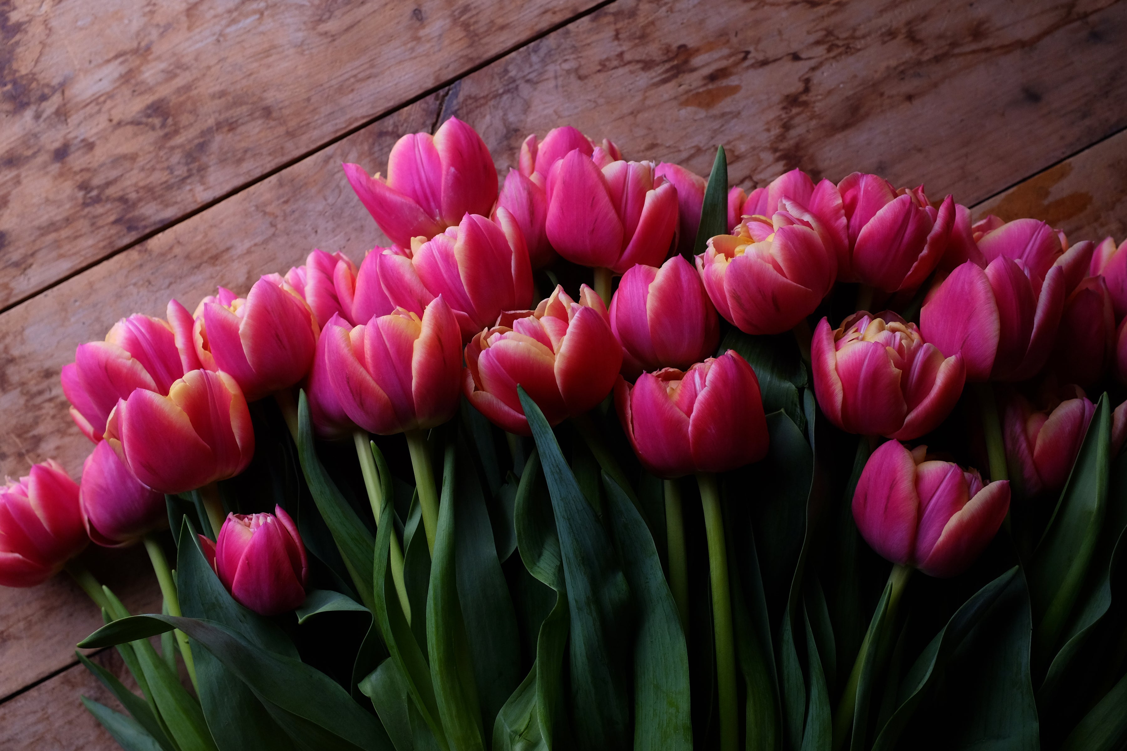 Columbus Tulip Bulbs