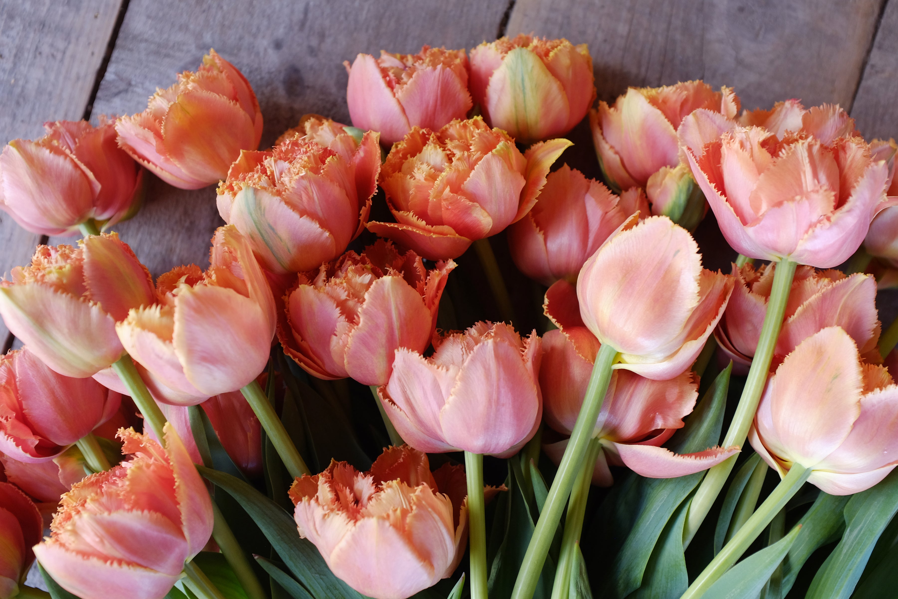 Sensual Touch Tulip Bulbs