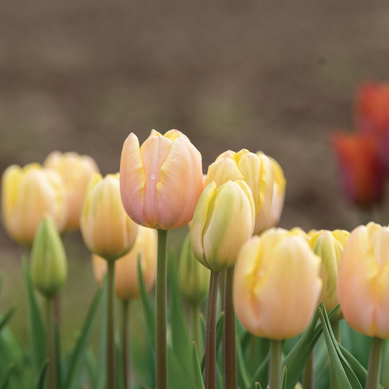 Mango Charm Tulip Bulbs