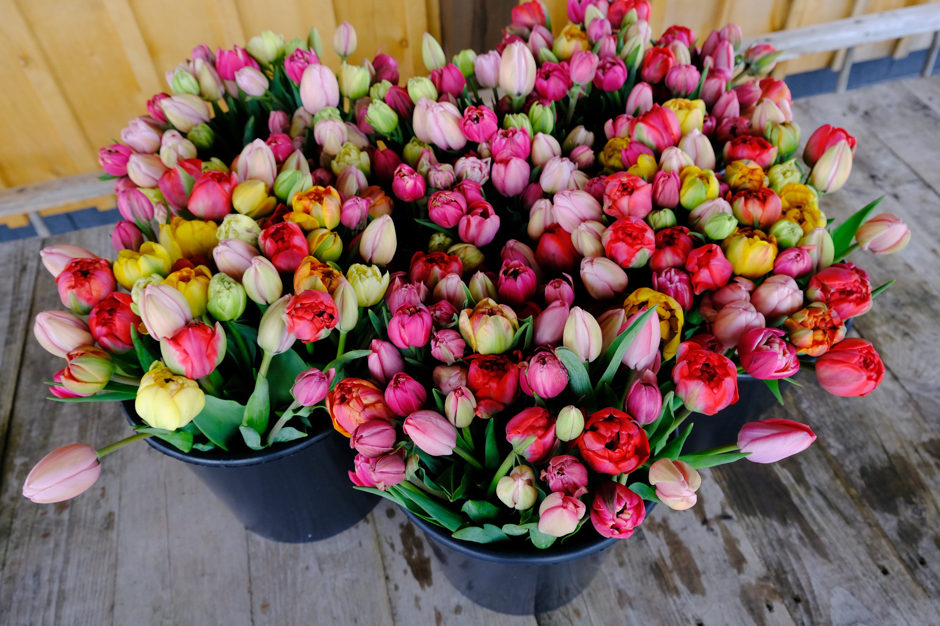 Buckets of freshly harvested tulips, in shades of pinks, yellows and reds.