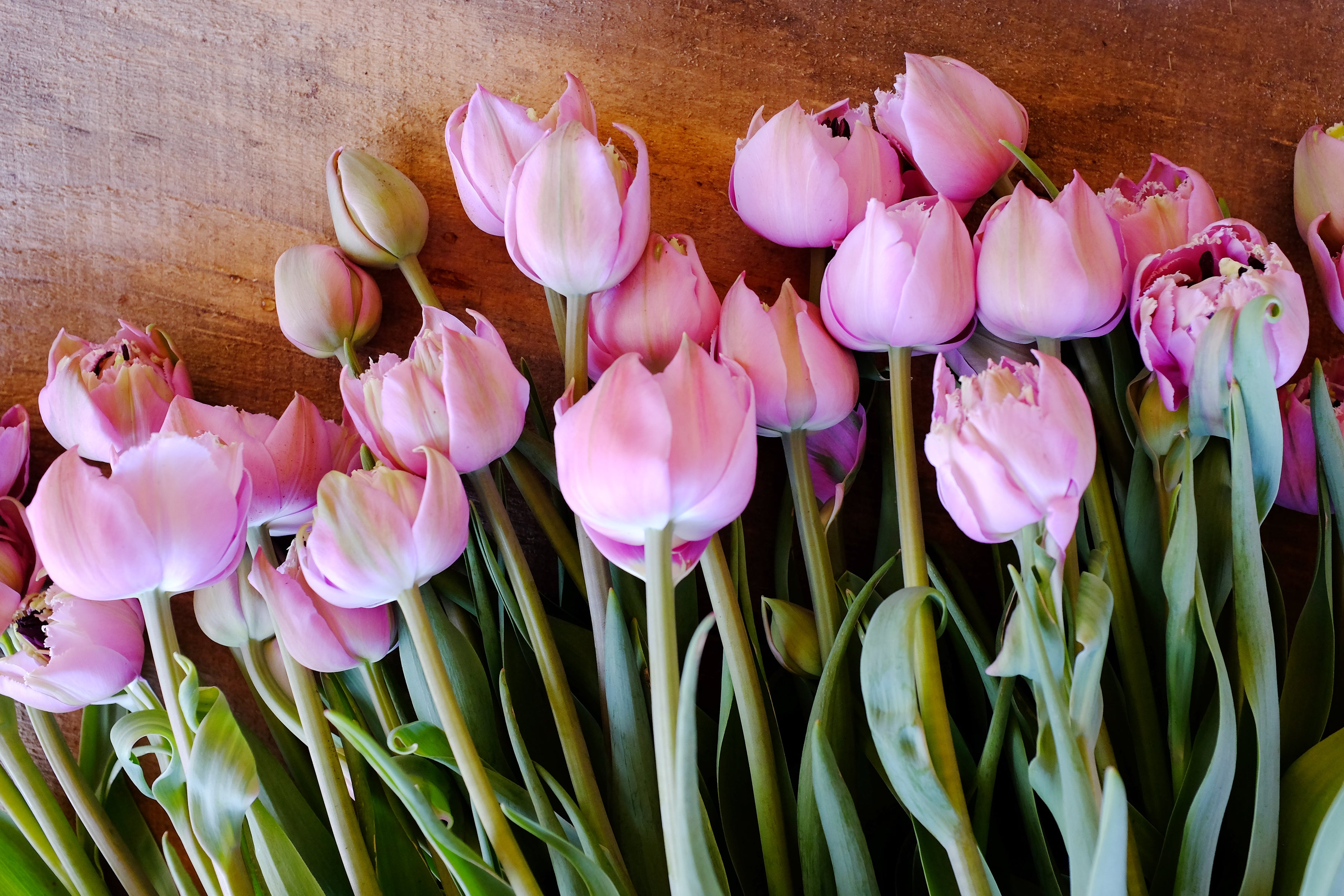 Great Barrier Reef Tulip Bulbs