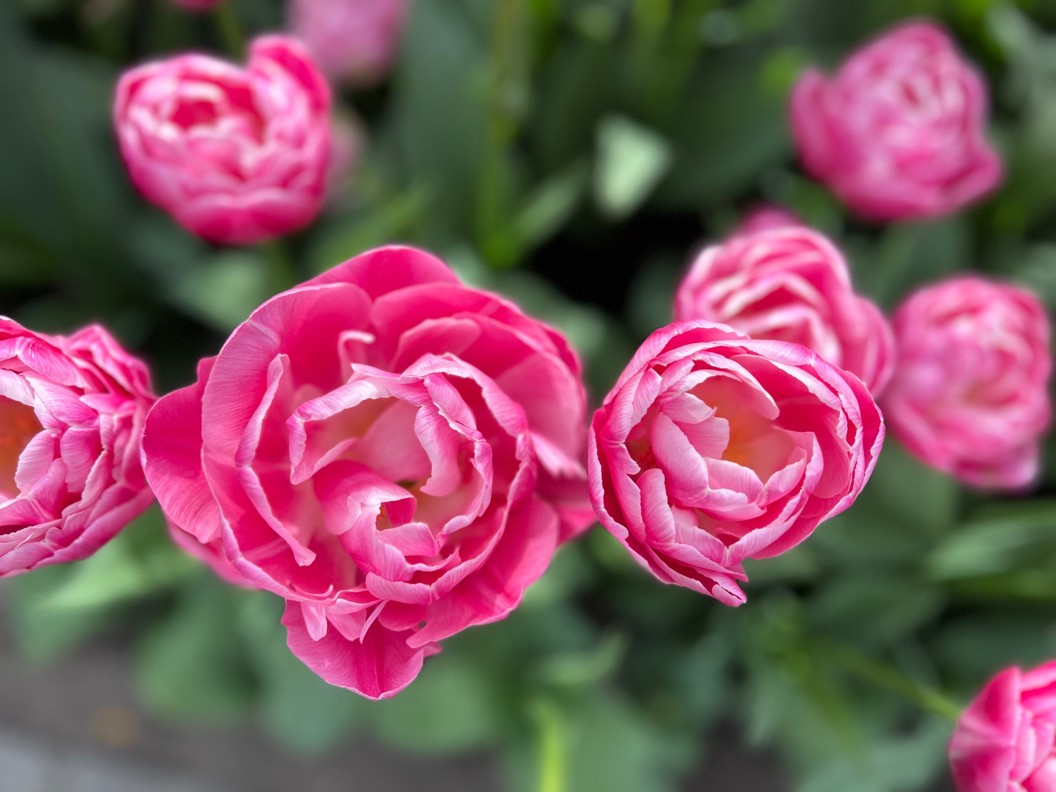 Vogue Tulip Bulbs - COMING SEPTEMBER 17TH!