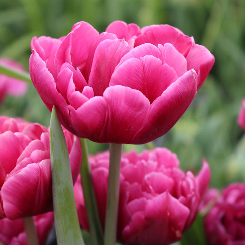 Margarita Tulip Bulbs