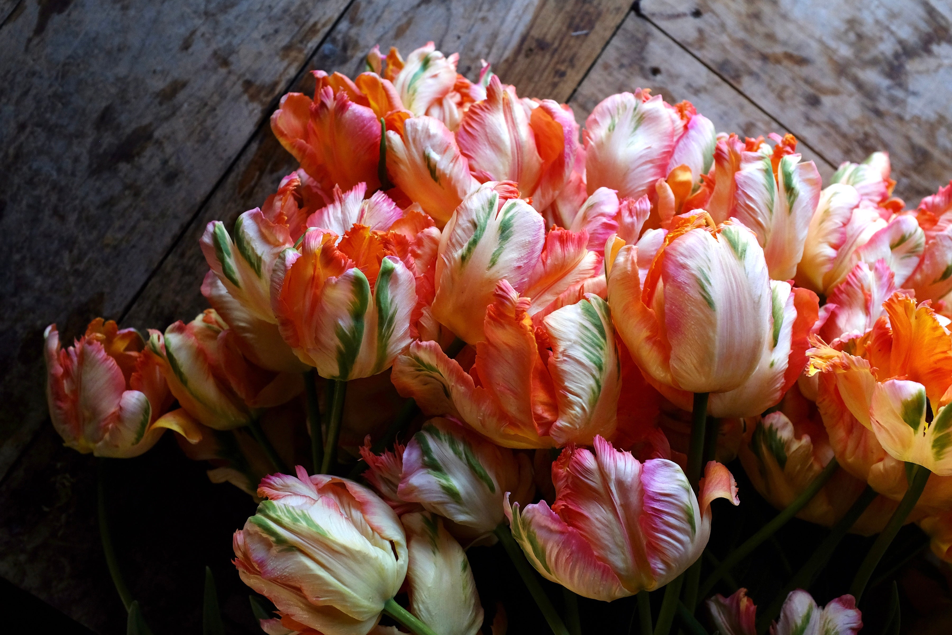 Apricot Parrot Tulip Bulbs