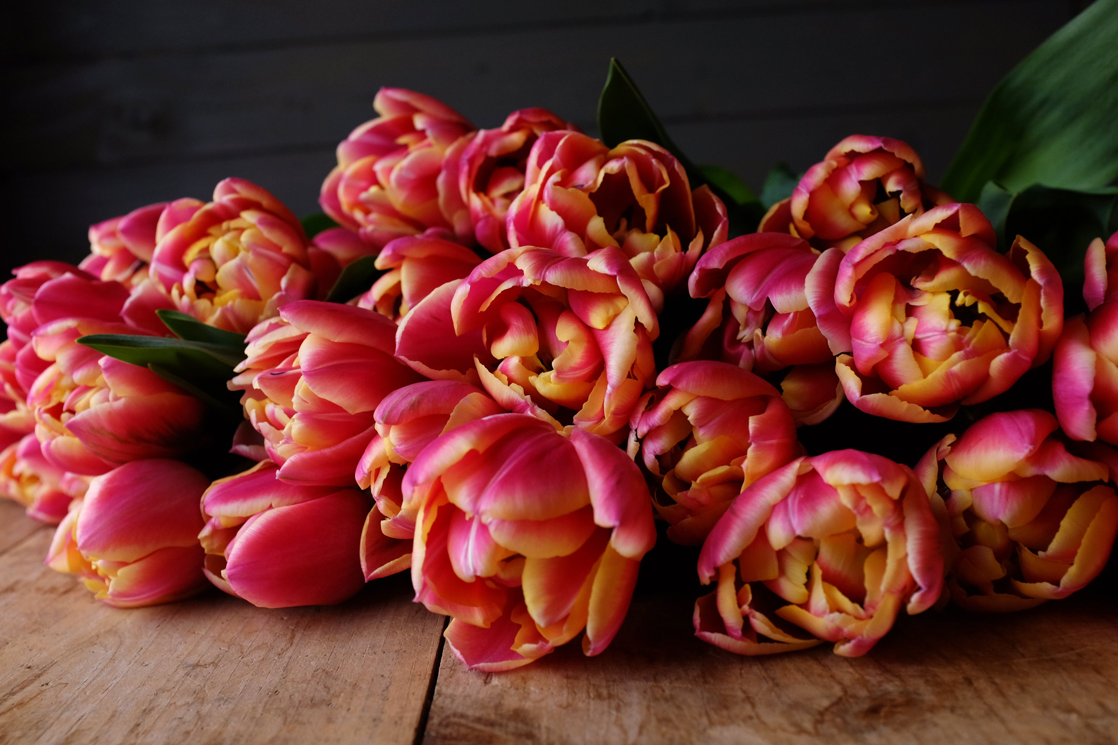 Columbus Tulip Bulbs