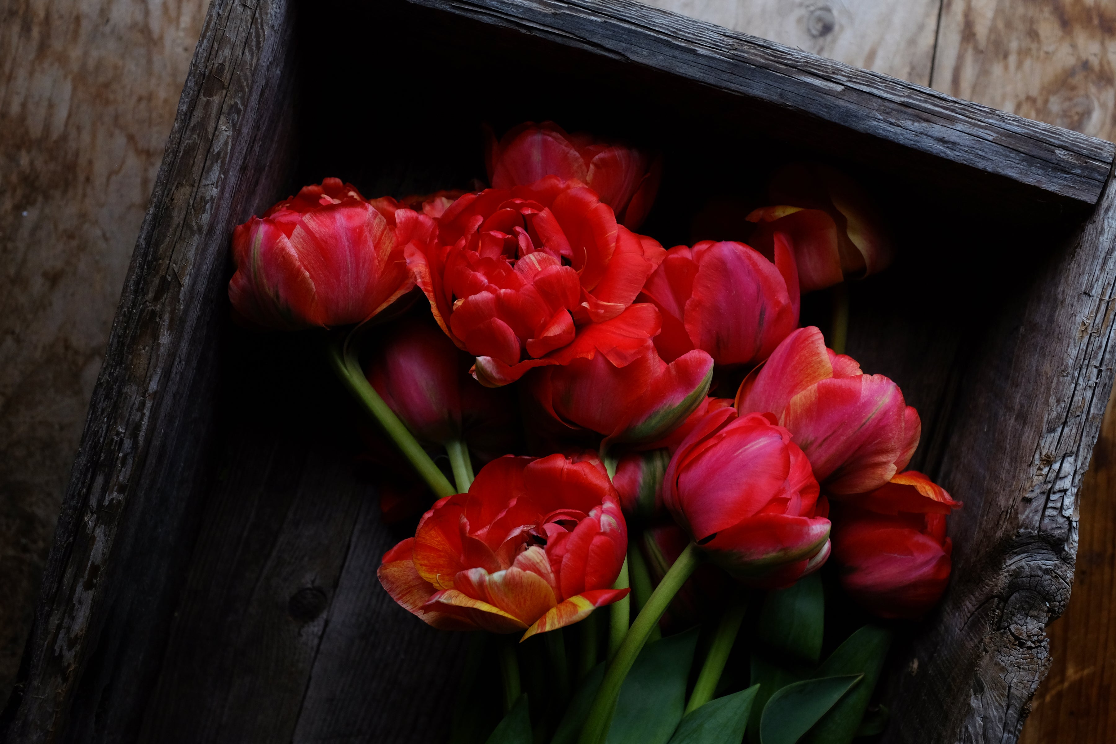 Double Gudoshnik Tulip Bulbs - COMING SEPTEMBER 7TH AT 5PM