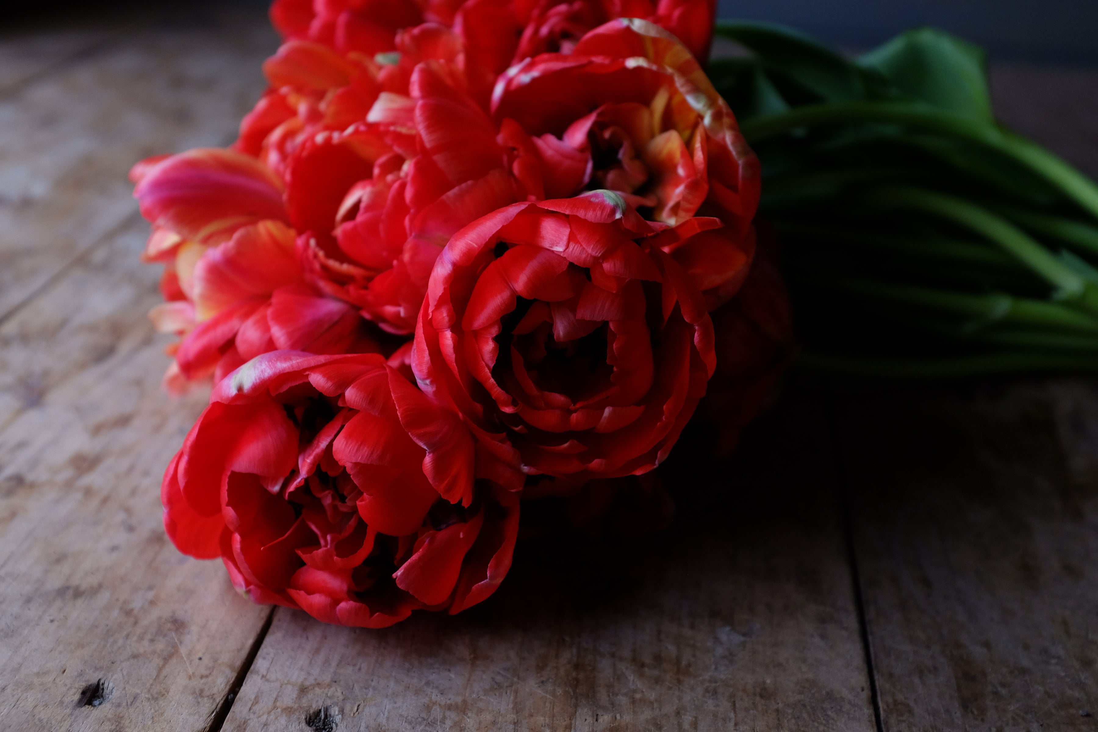 Double Gudoshnik Tulip Bulbs - COMING SEPTEMBER 7TH AT 5PM