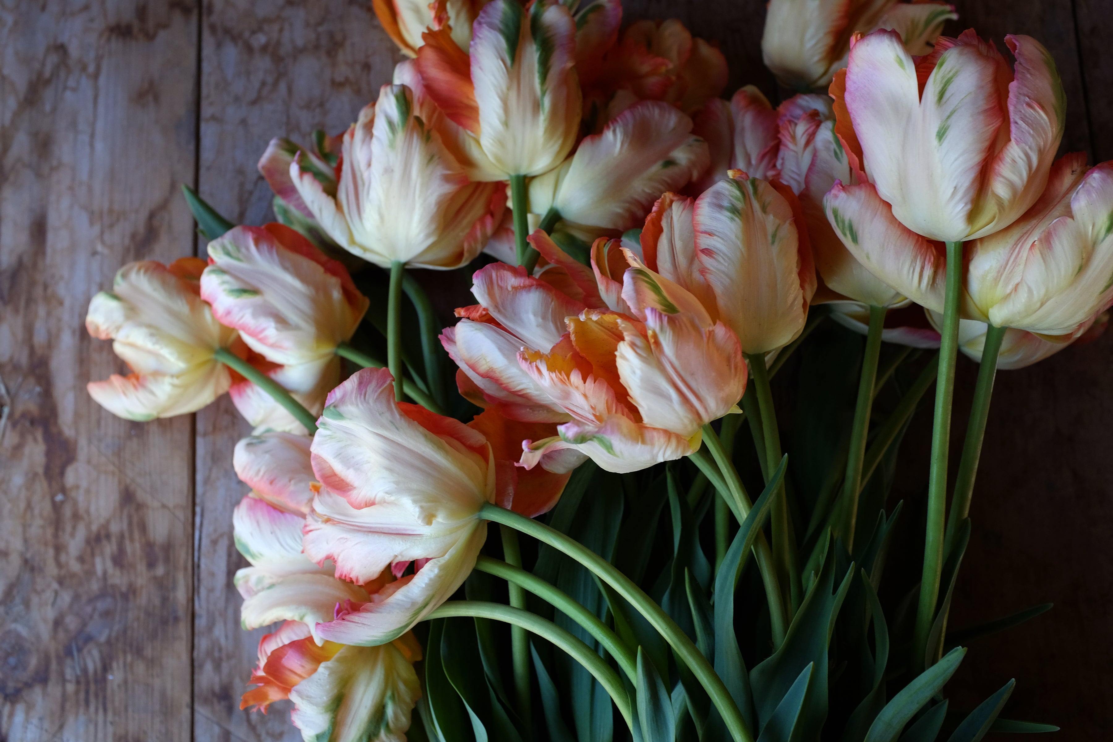 Apricot Parrot Tulip Bulbs