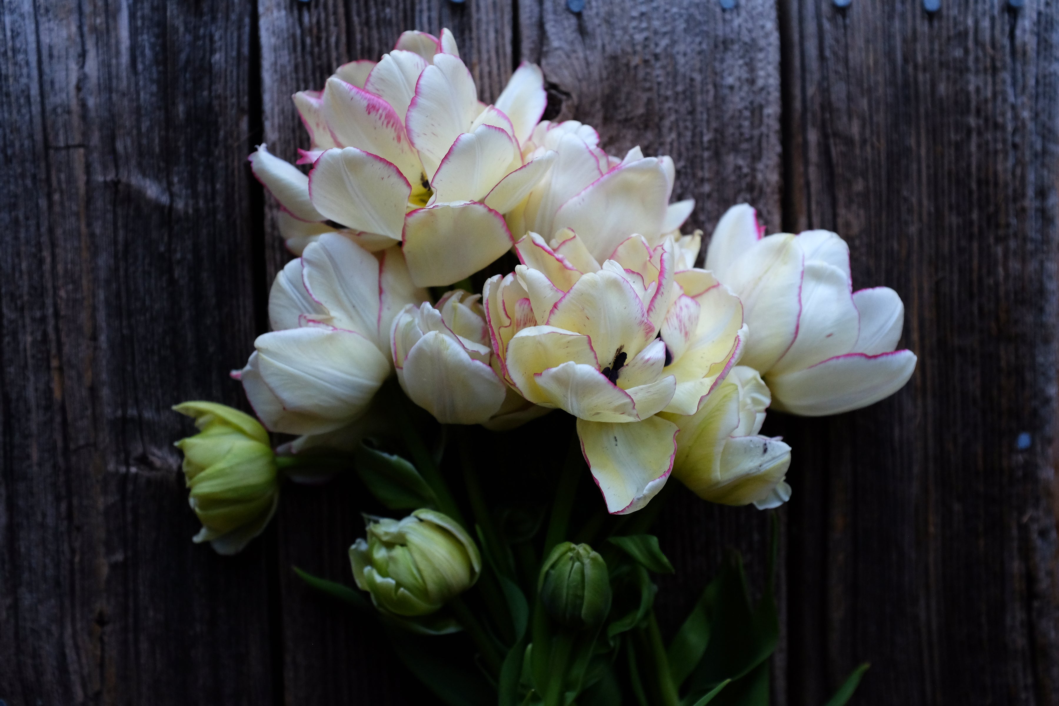 Belicia Tulip Bulbs