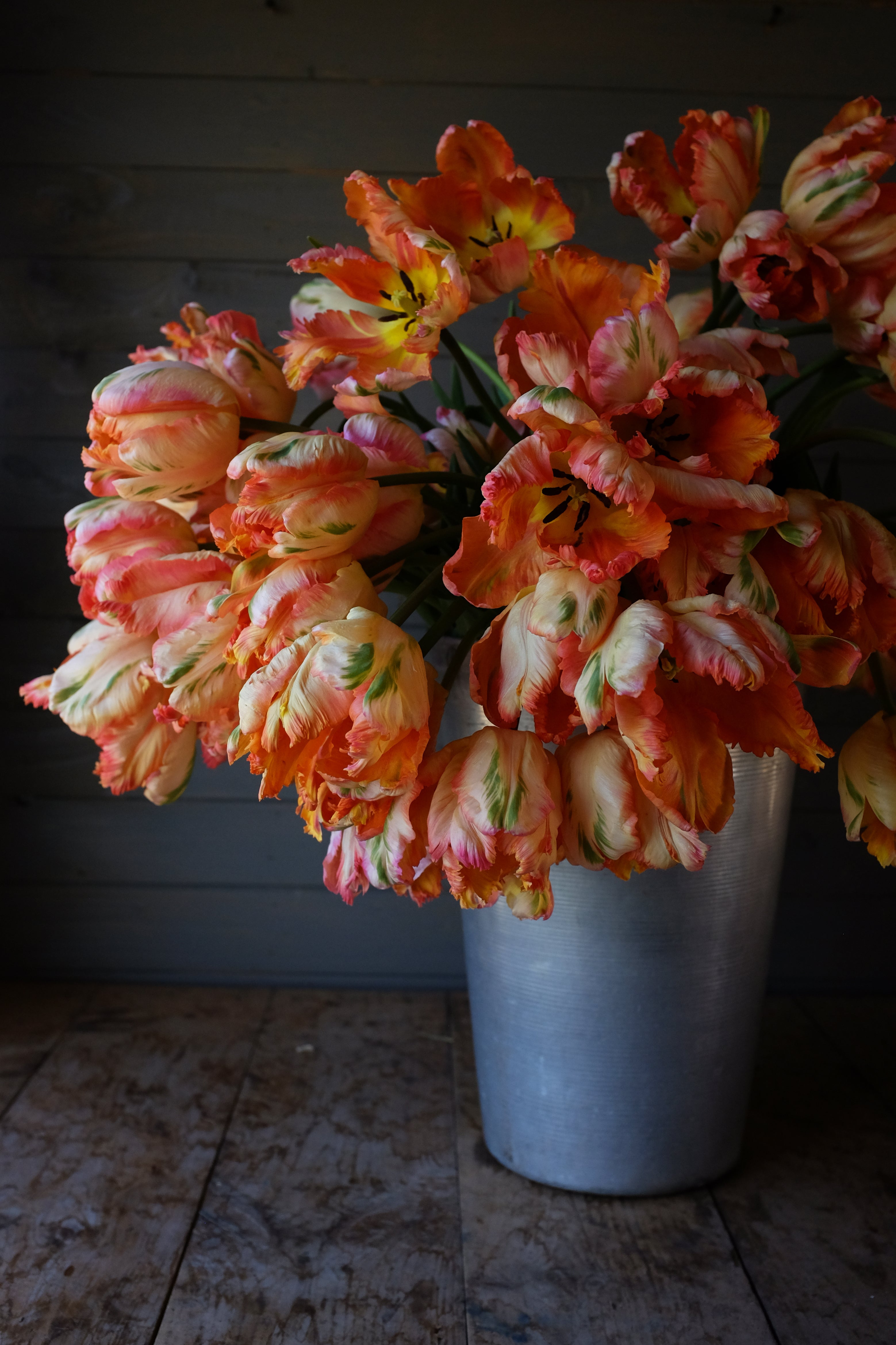Apricot Parrot Tulip Bulbs