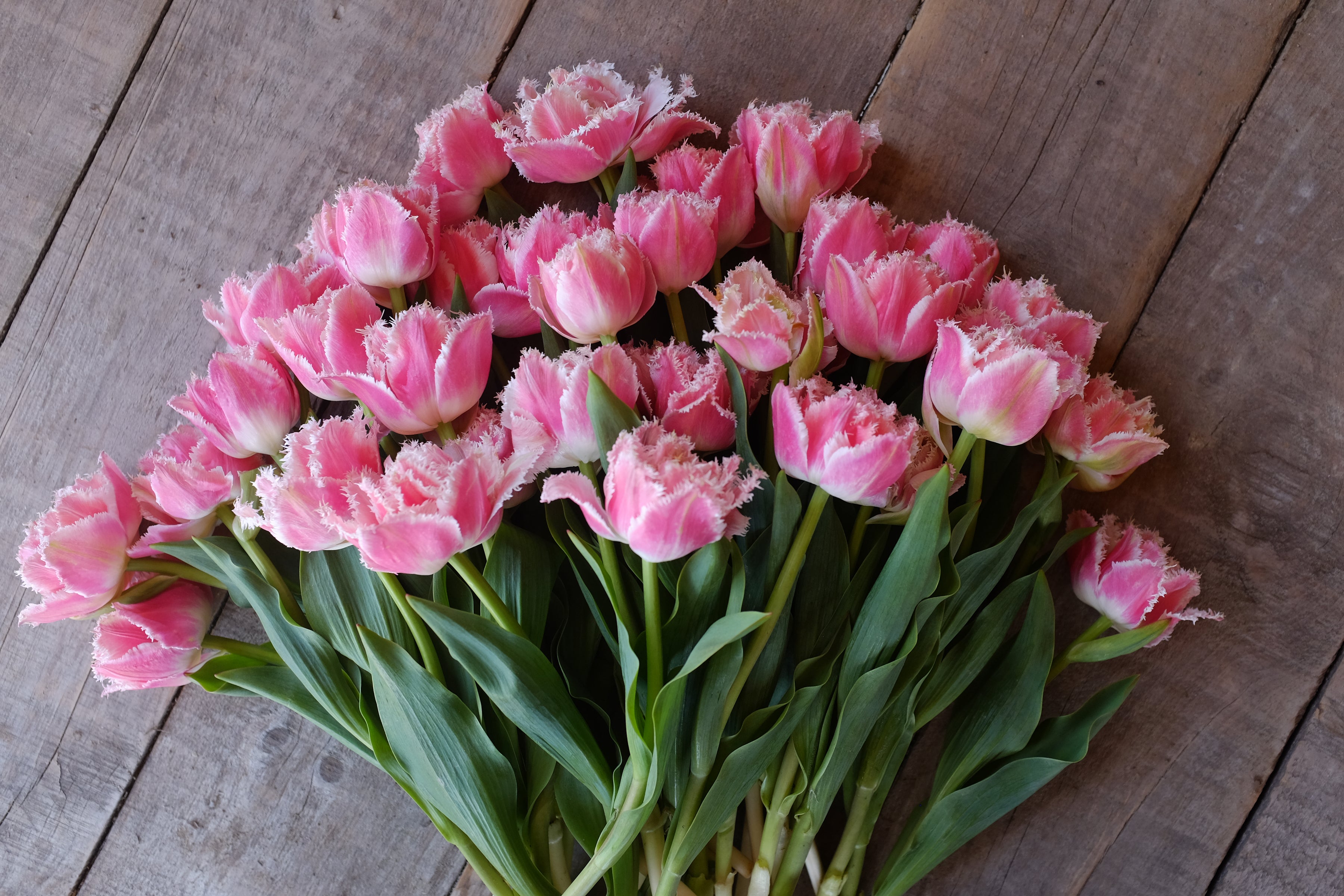 Queensland Tulip Bulbs