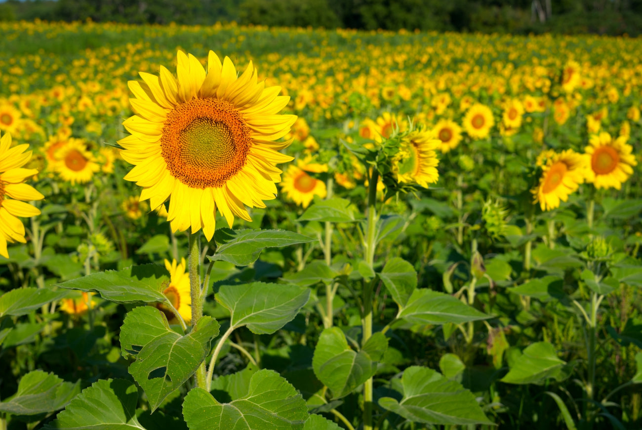 Sunflower Field Visit: Friday August 7th