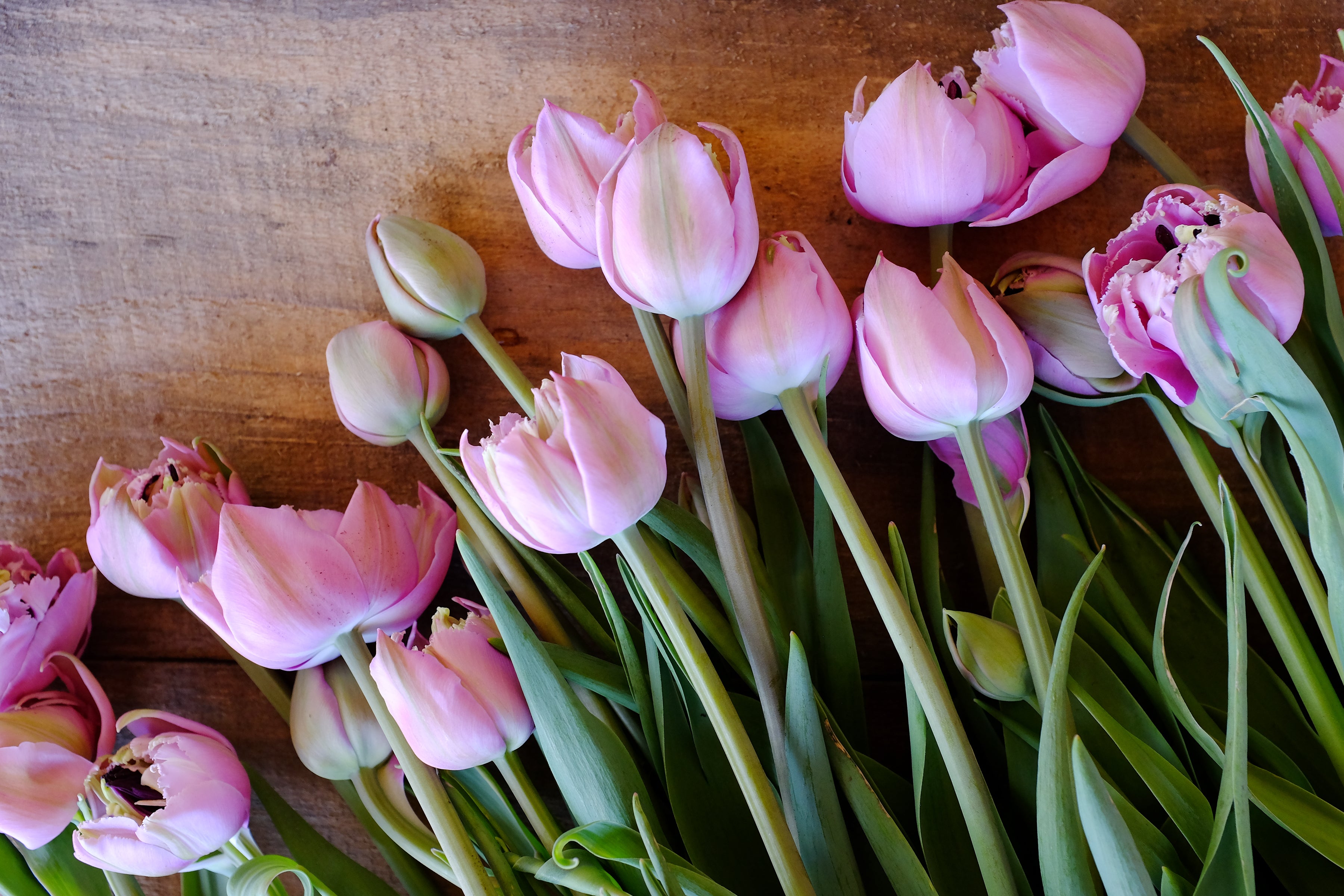 Great Barrier Reef Tulip Bulbs