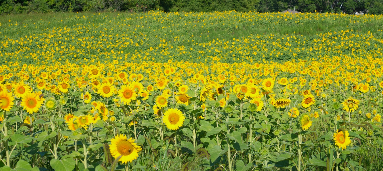 Sunflower Field Visit: Friday August 7th