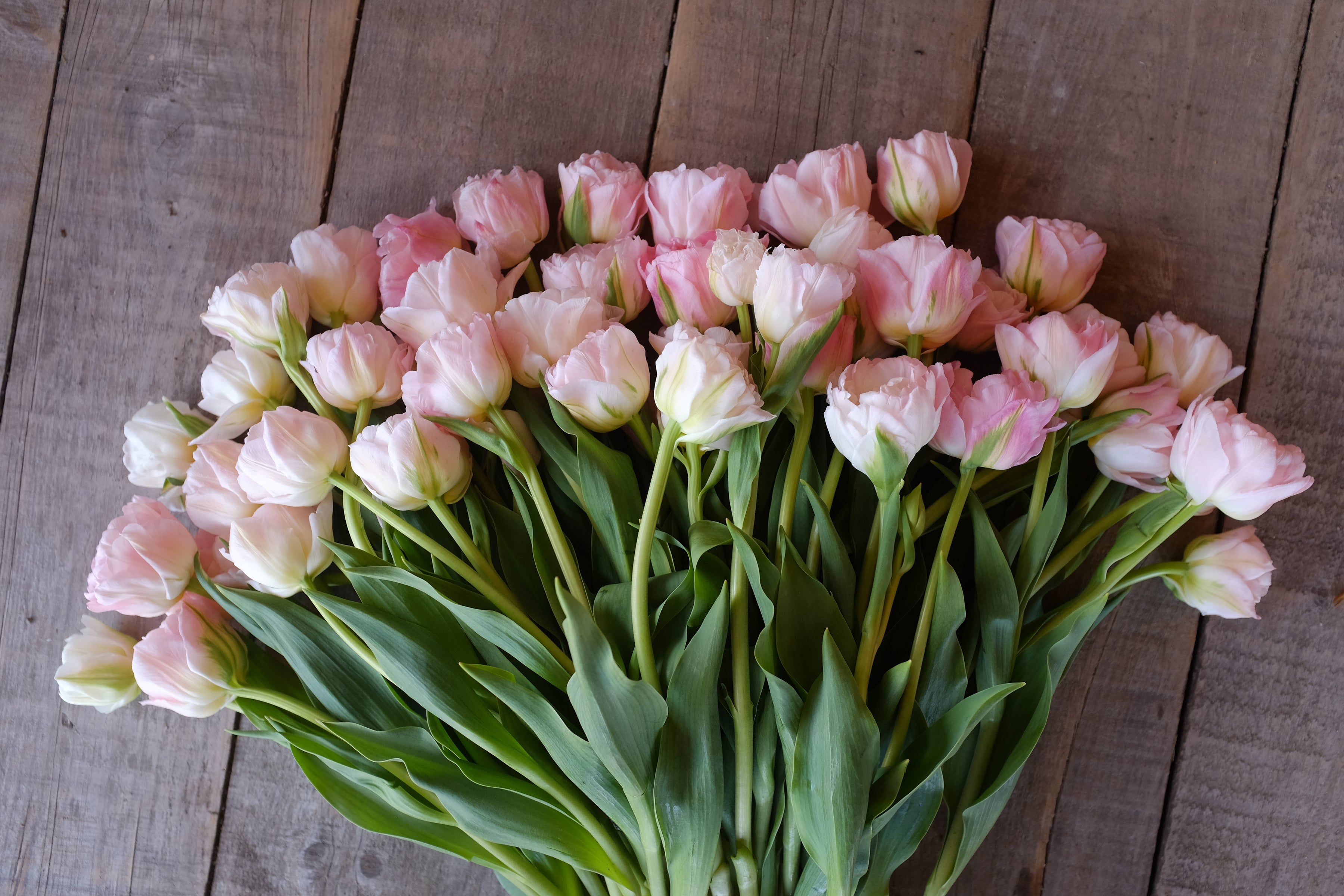 Dreamer Tulip Bulb