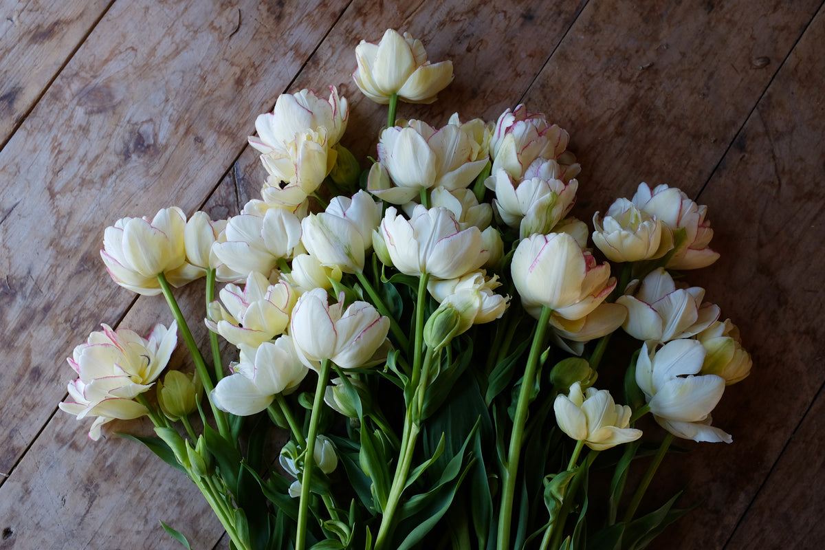Belicia Tulip Bulbs - COMING SEPTEMBER 6TH AT 5PM
