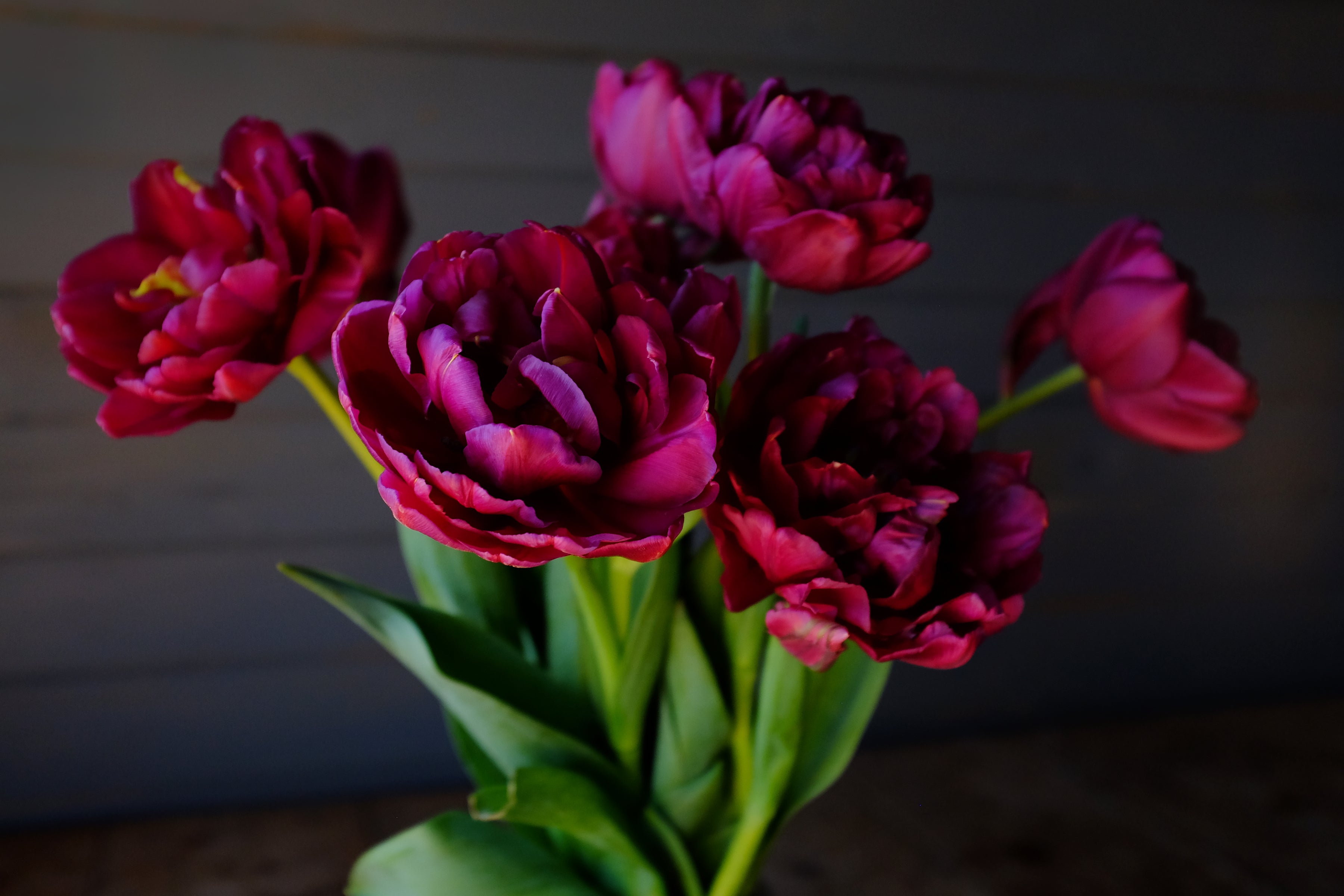 Alison Bradley Tulip Bulbs