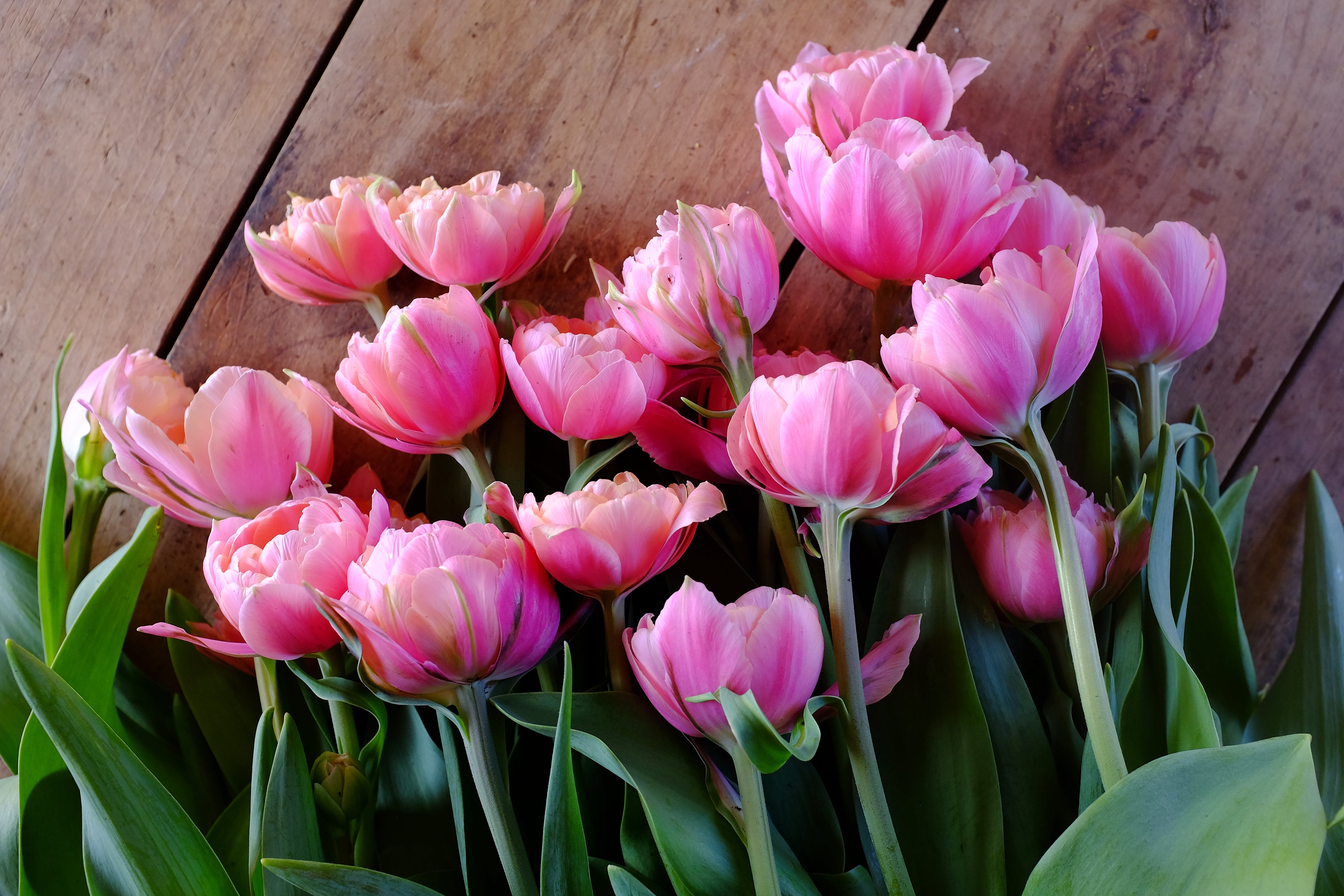 Pink Cameo Tulip Bulbs