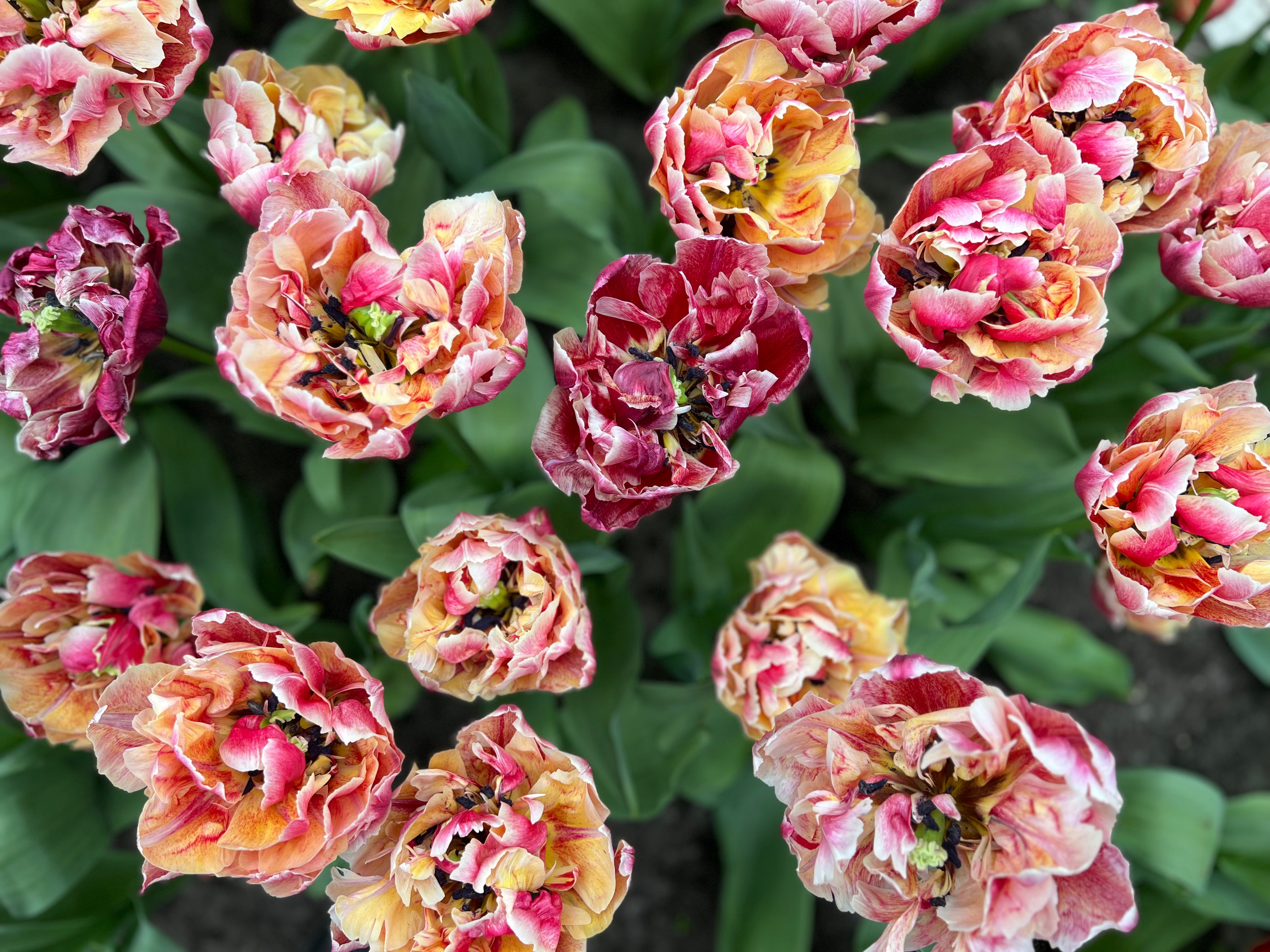 Verona Sunrise Tulip Bulbs