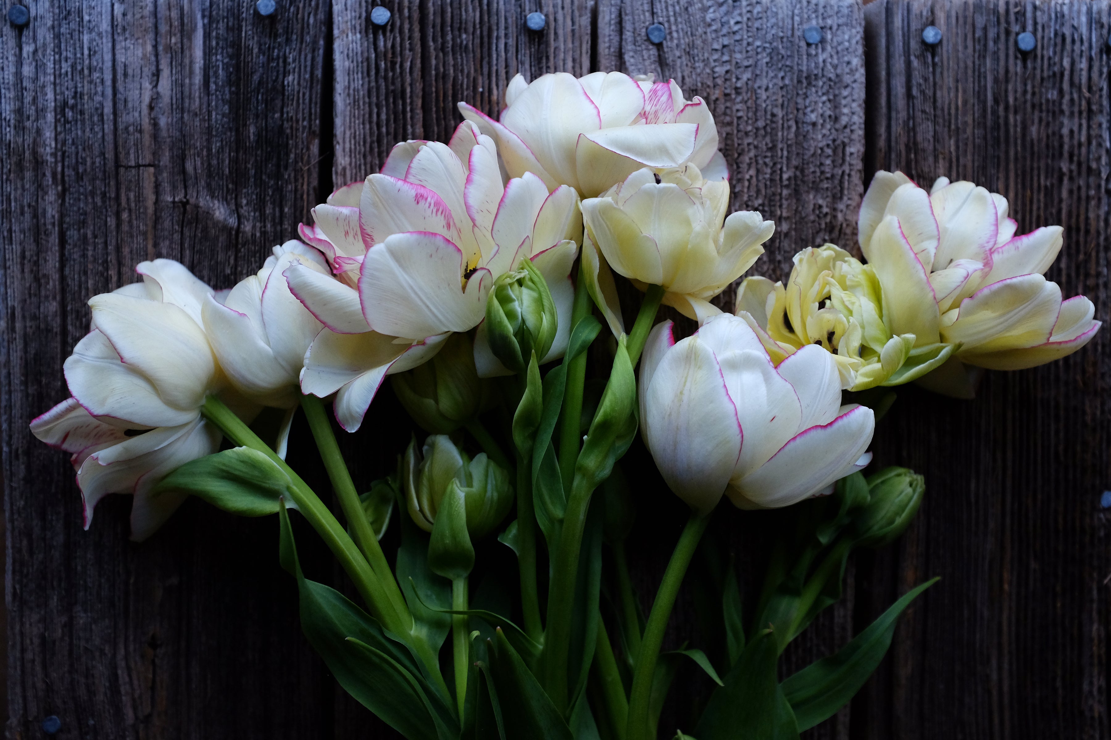 Belicia Tulip Bulbs - COMING SEPTEMBER 6TH AT 5PM