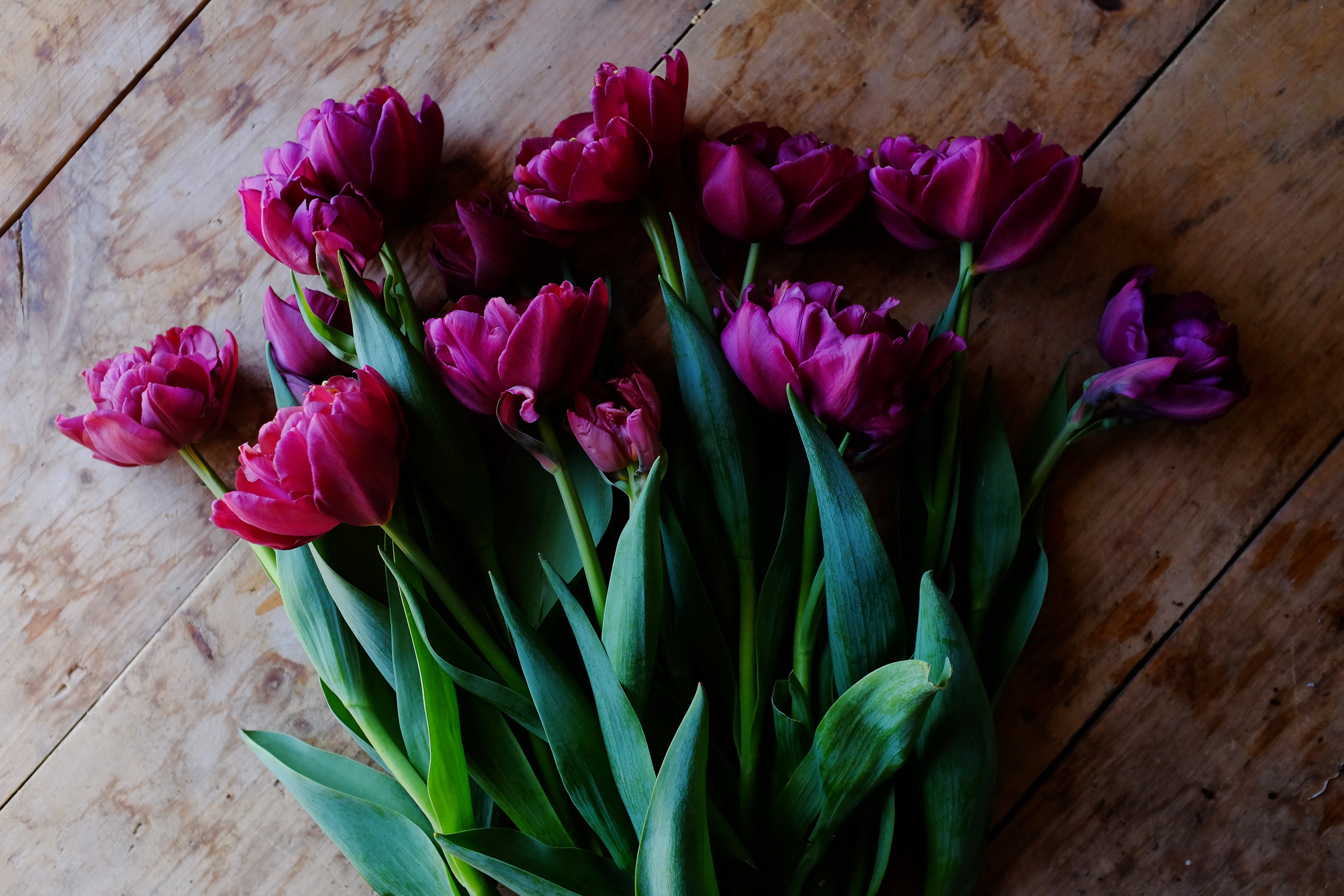 Alison Bradley Tulip Bulbs - COMING SEPTEMBER 7TH AT 5PM